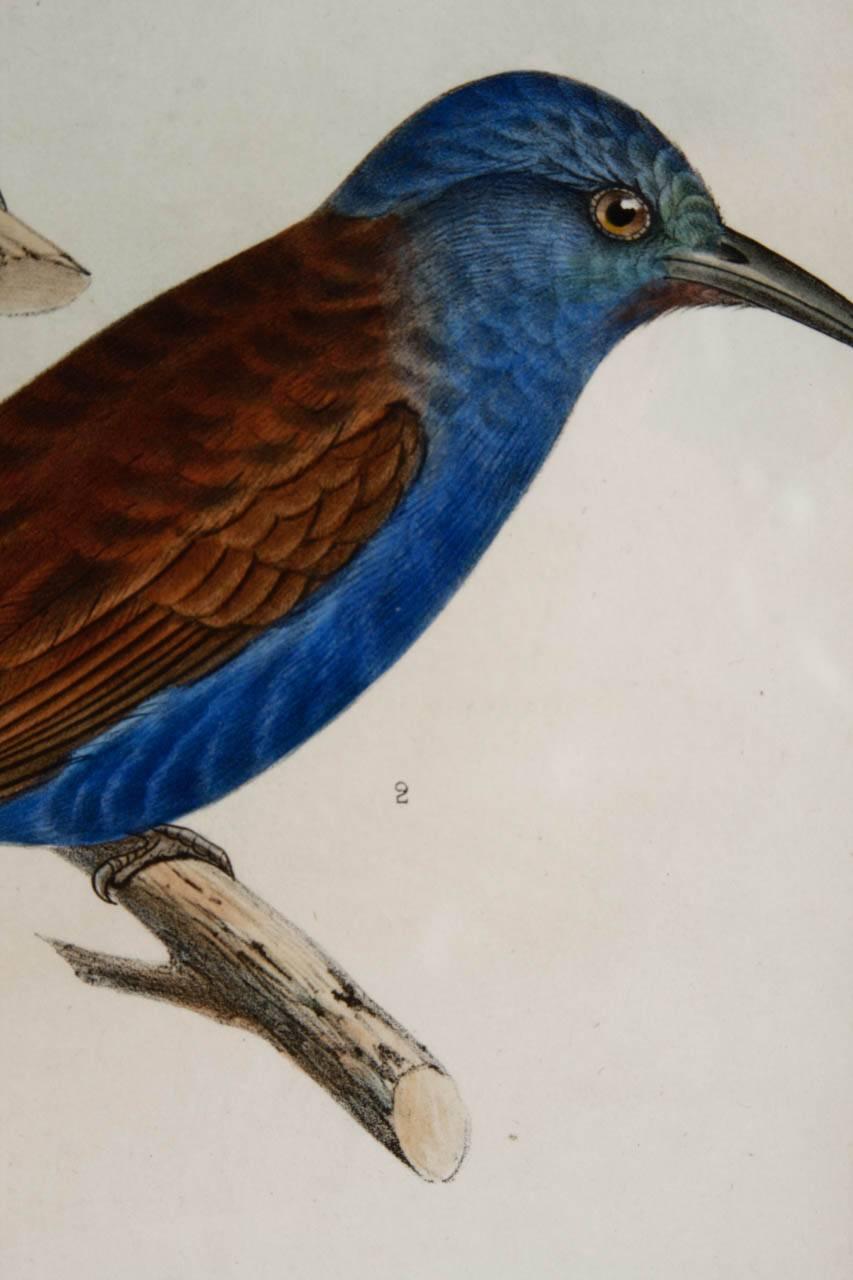 Pair of 19th Century Framed Ornithological Prints In Good Condition In Rio Vista, CA