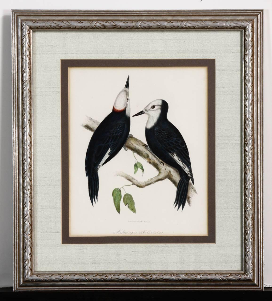 Pair of 19th Century Framed Ornithological Prints 2