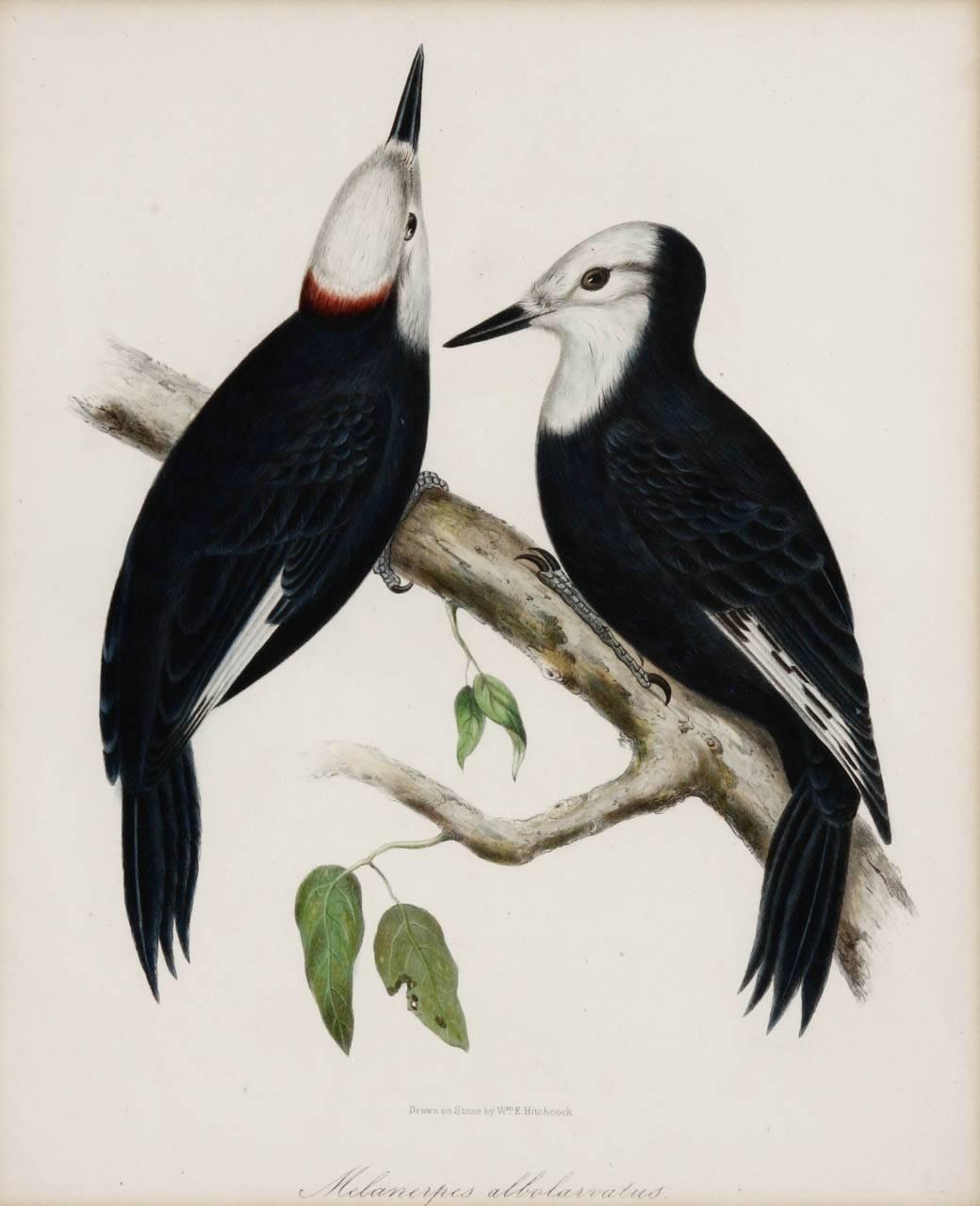 Pair of 19th Century Framed Ornithological Prints 3