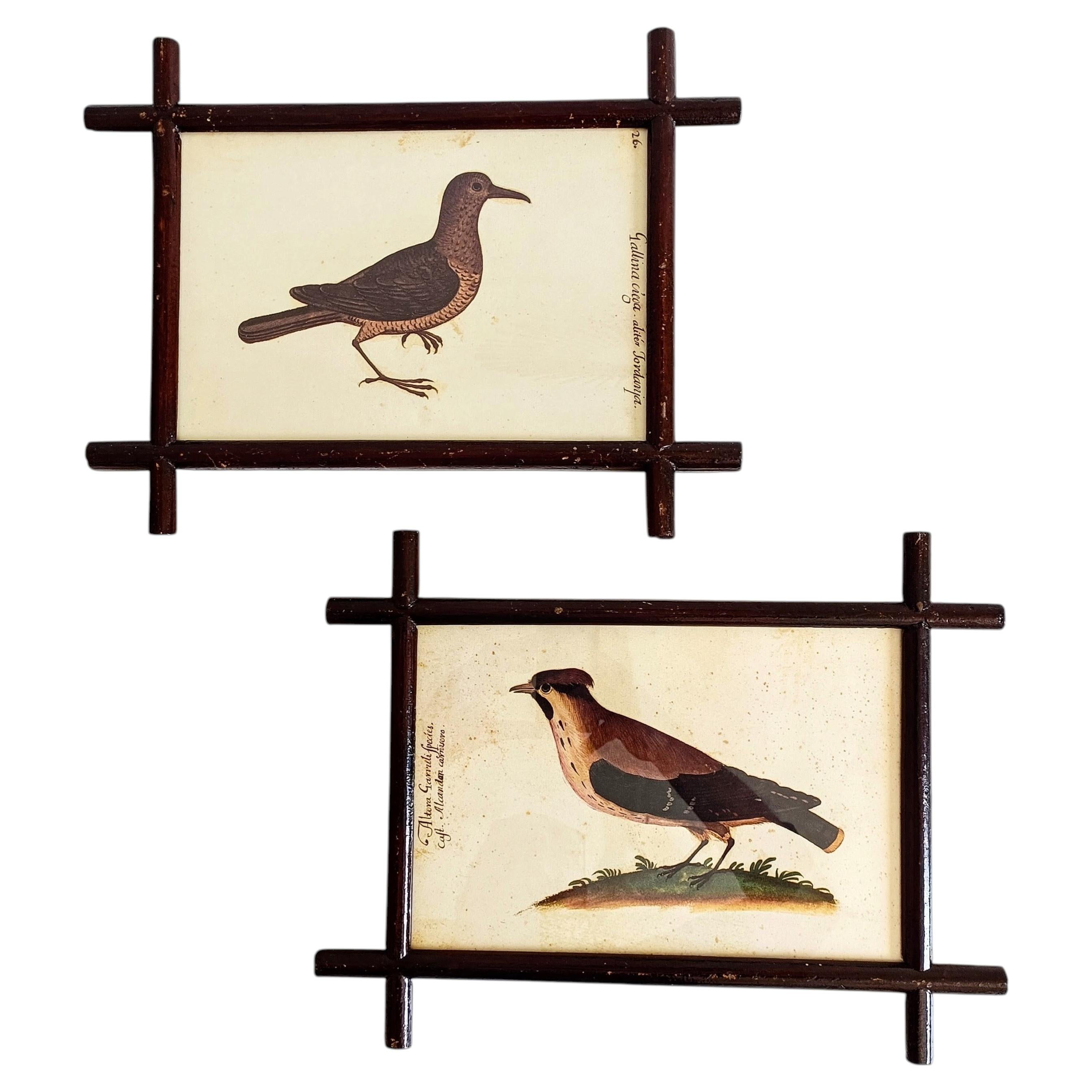 19th-Century French Folk Art Frames with Pomar Codex Bird Facsimiles For Sale