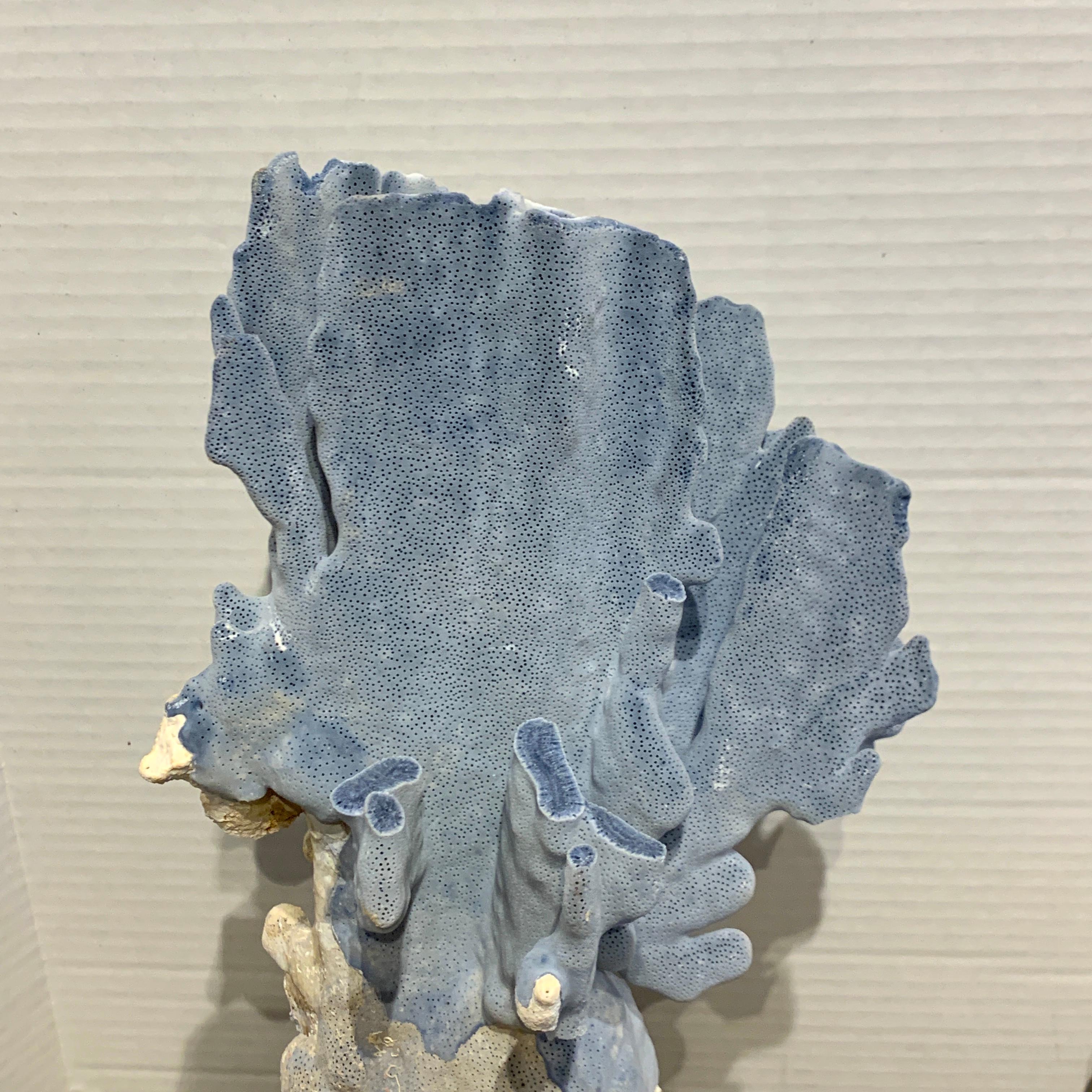 Pair of 19th Century Grand Tour Specimen Blue Coral on Carrera Marble Pedestals 1