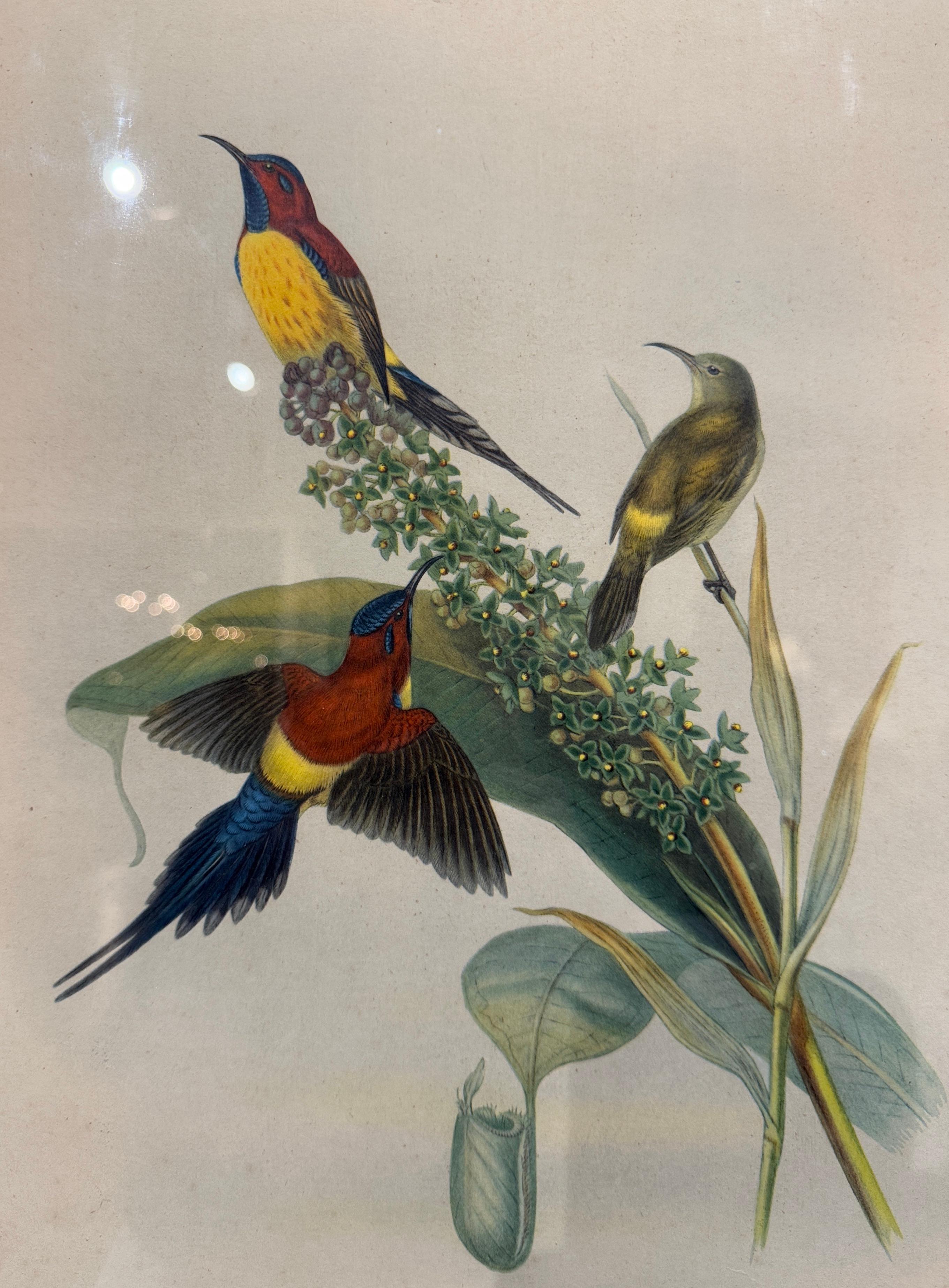 Paar handkolorierte Vogellithografien von John Gould, H. C. Richter aus dem 19. Jahrhundert im Zustand „Hervorragend“ im Angebot in Dallas, TX