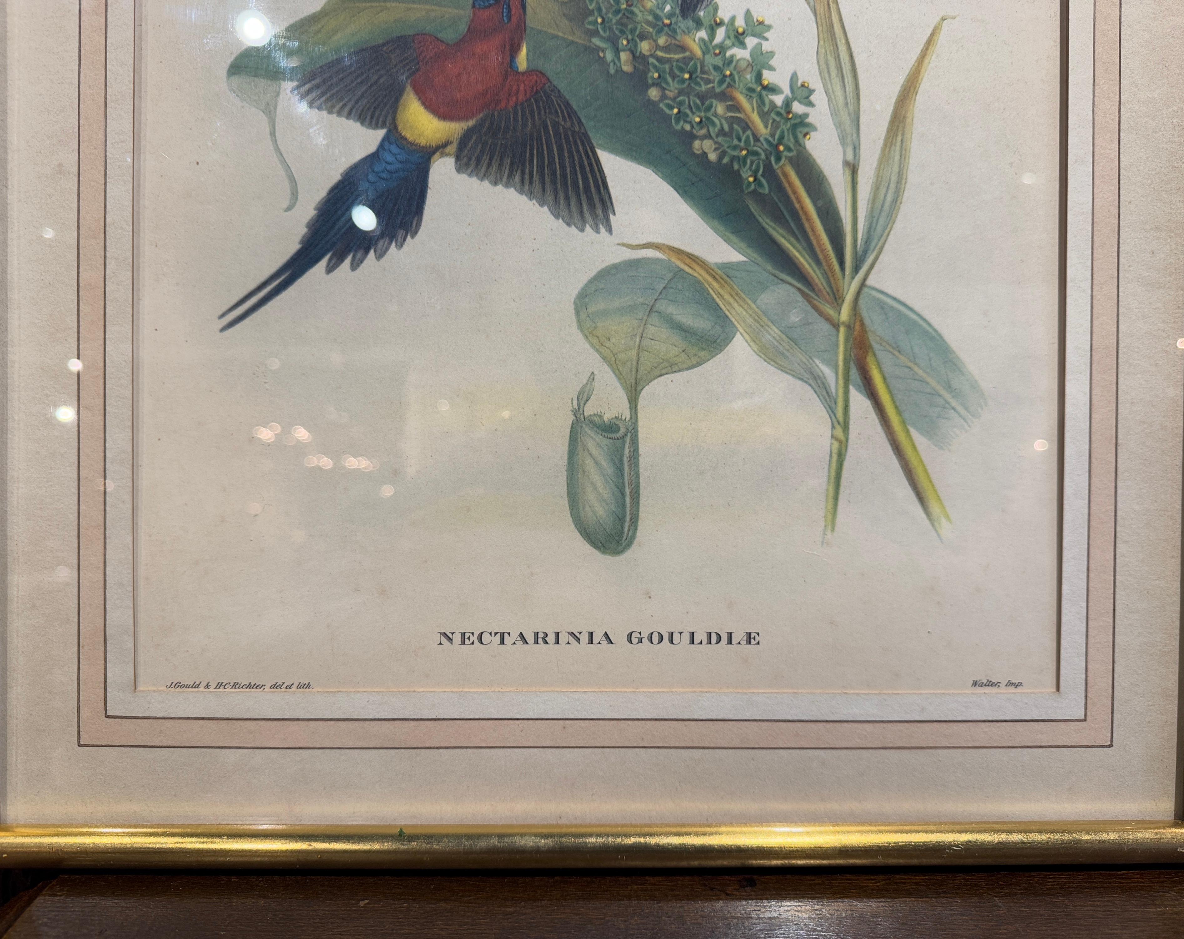 Paar handkolorierte Vogellithografien von John Gould, H. C. Richter aus dem 19. Jahrhundert (Glas) im Angebot