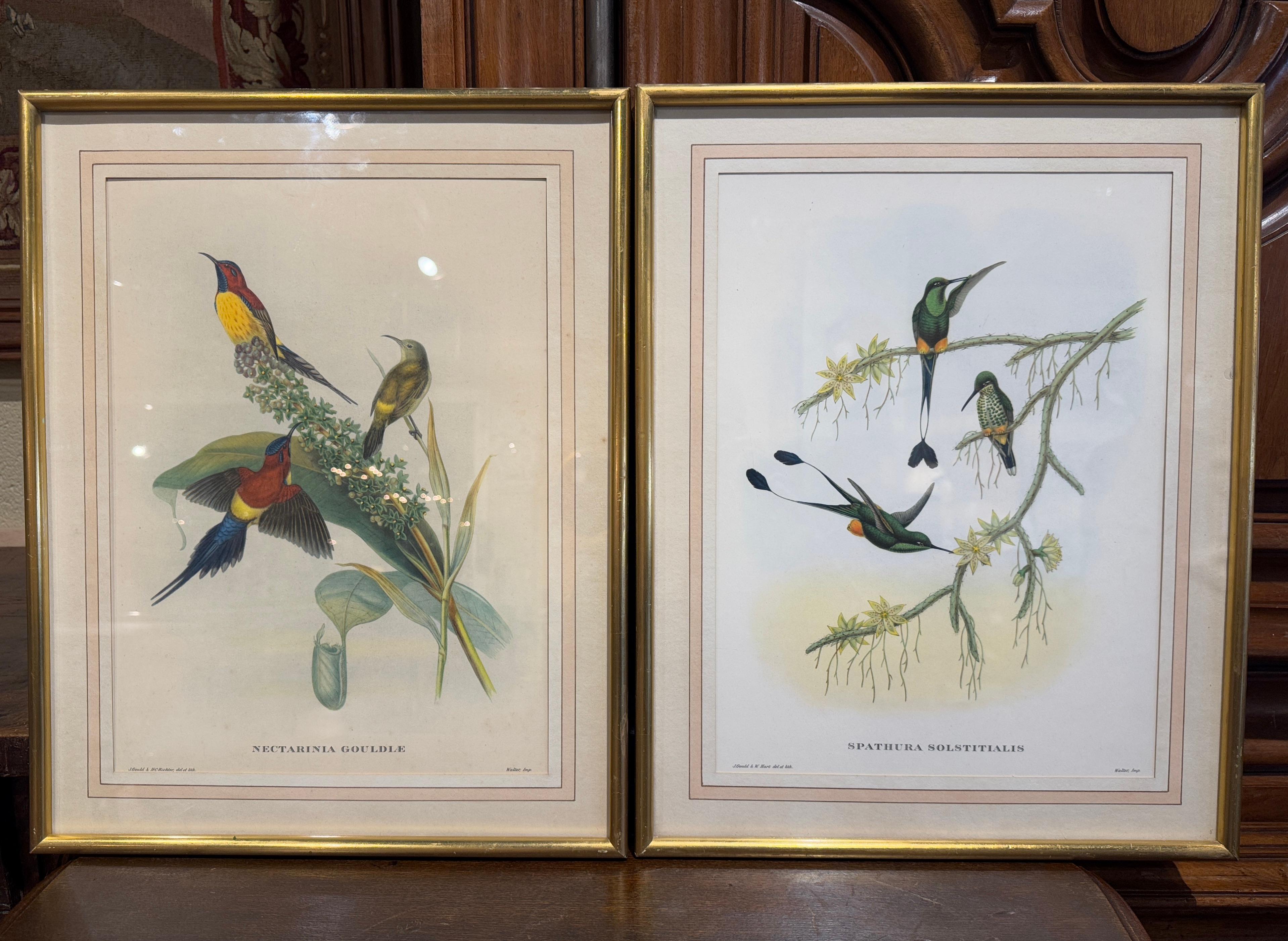 Paar handkolorierte Vogellithografien von John Gould, H. C. Richter aus dem 19. Jahrhundert im Angebot 1