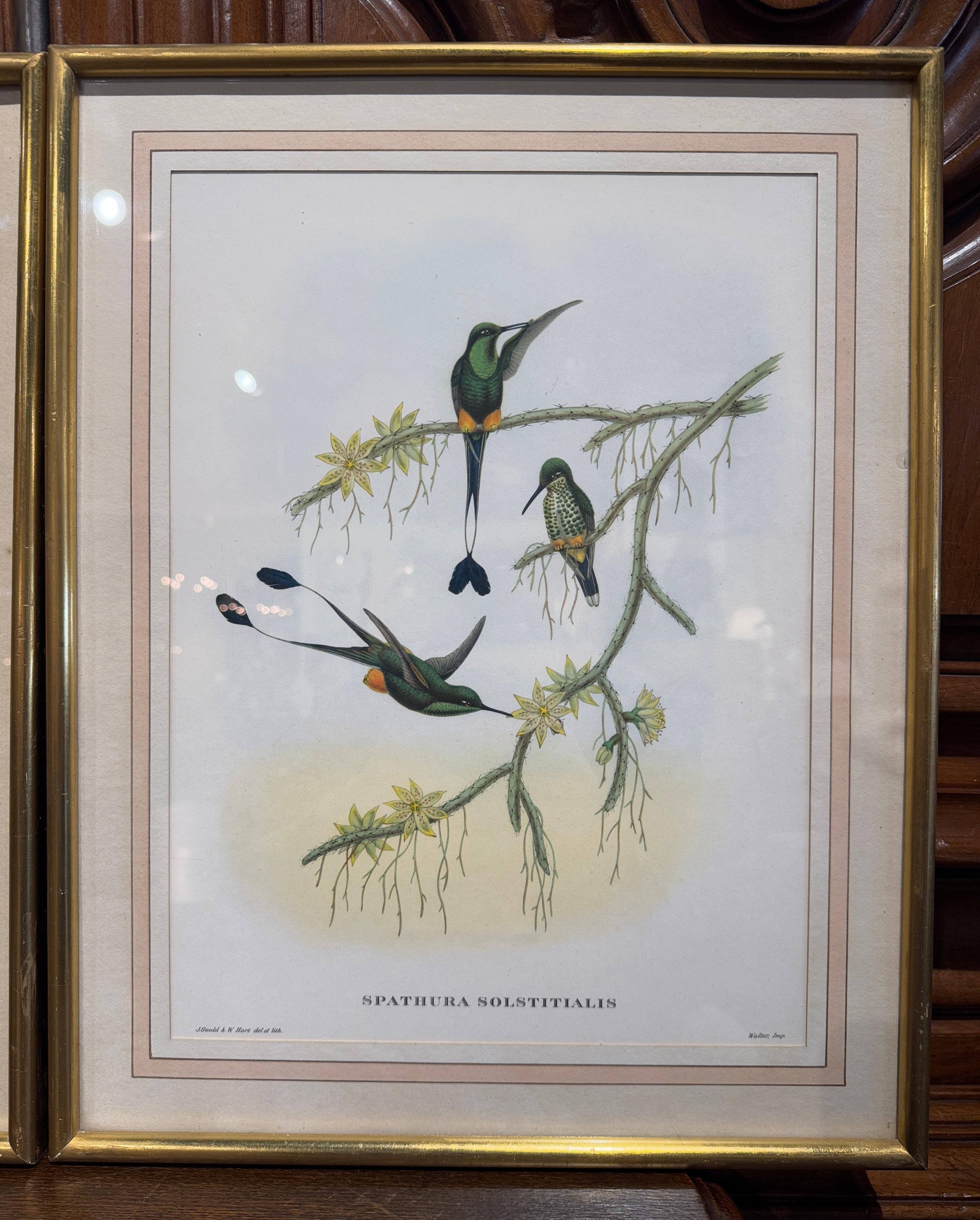 Paar handkolorierte Vogellithografien von John Gould, H. C. Richter aus dem 19. Jahrhundert im Angebot 2
