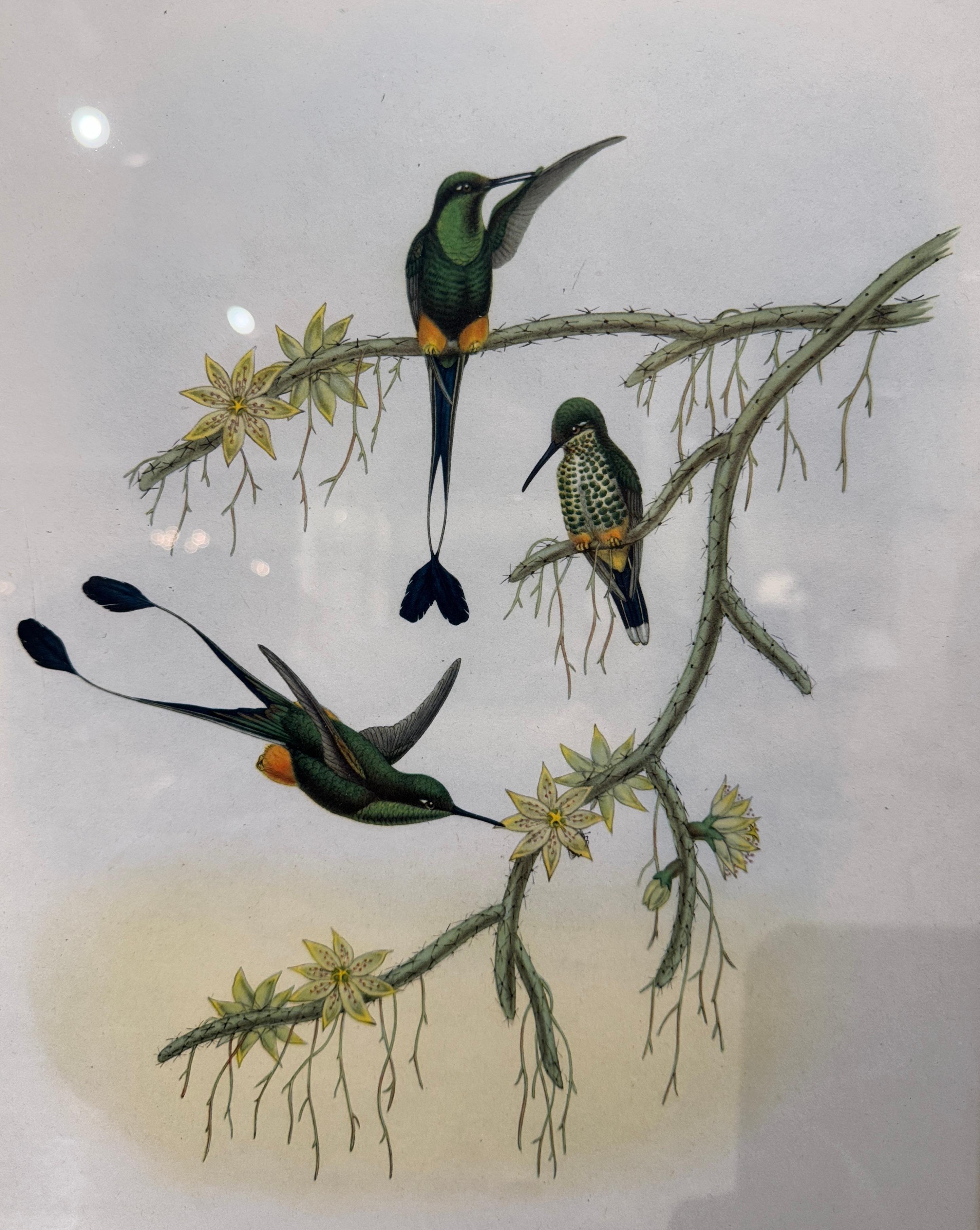 Paar handkolorierte Vogellithografien von John Gould, H. C. Richter aus dem 19. Jahrhundert im Angebot 3