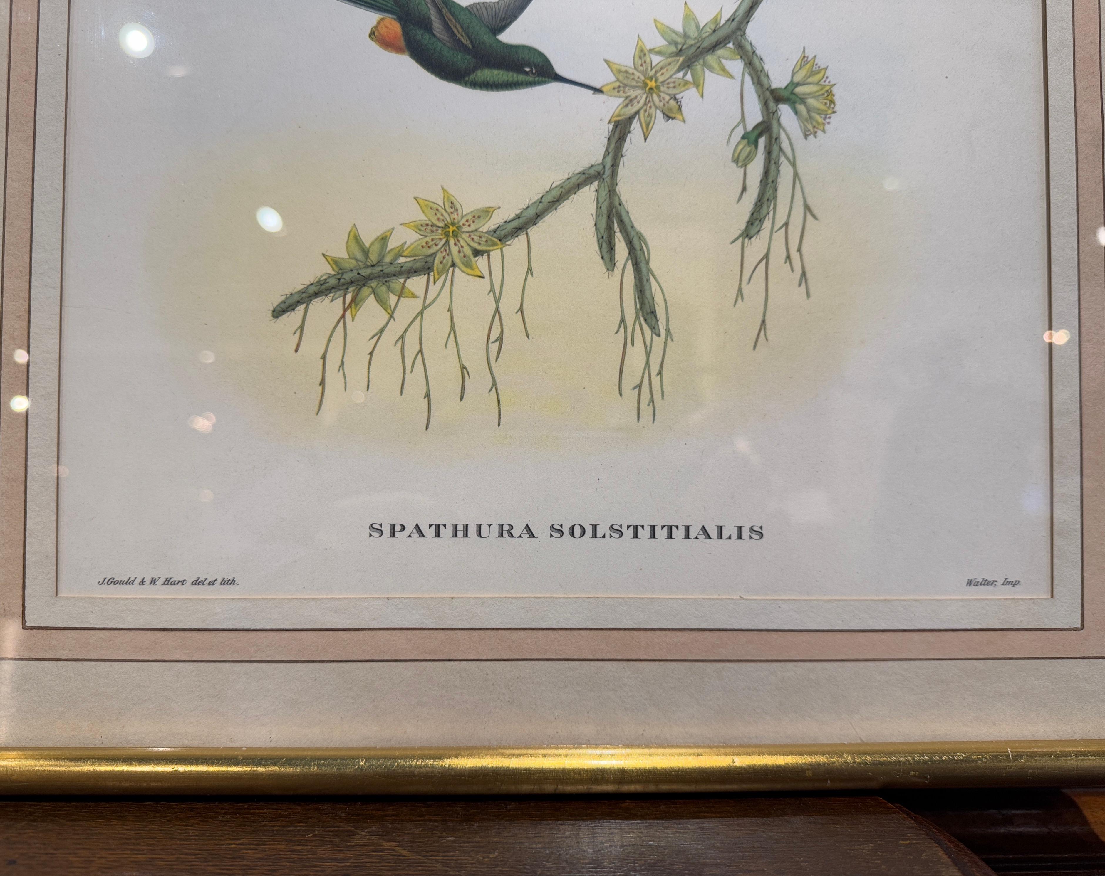 Paar handkolorierte Vogellithografien von John Gould, H. C. Richter aus dem 19. Jahrhundert im Angebot 4
