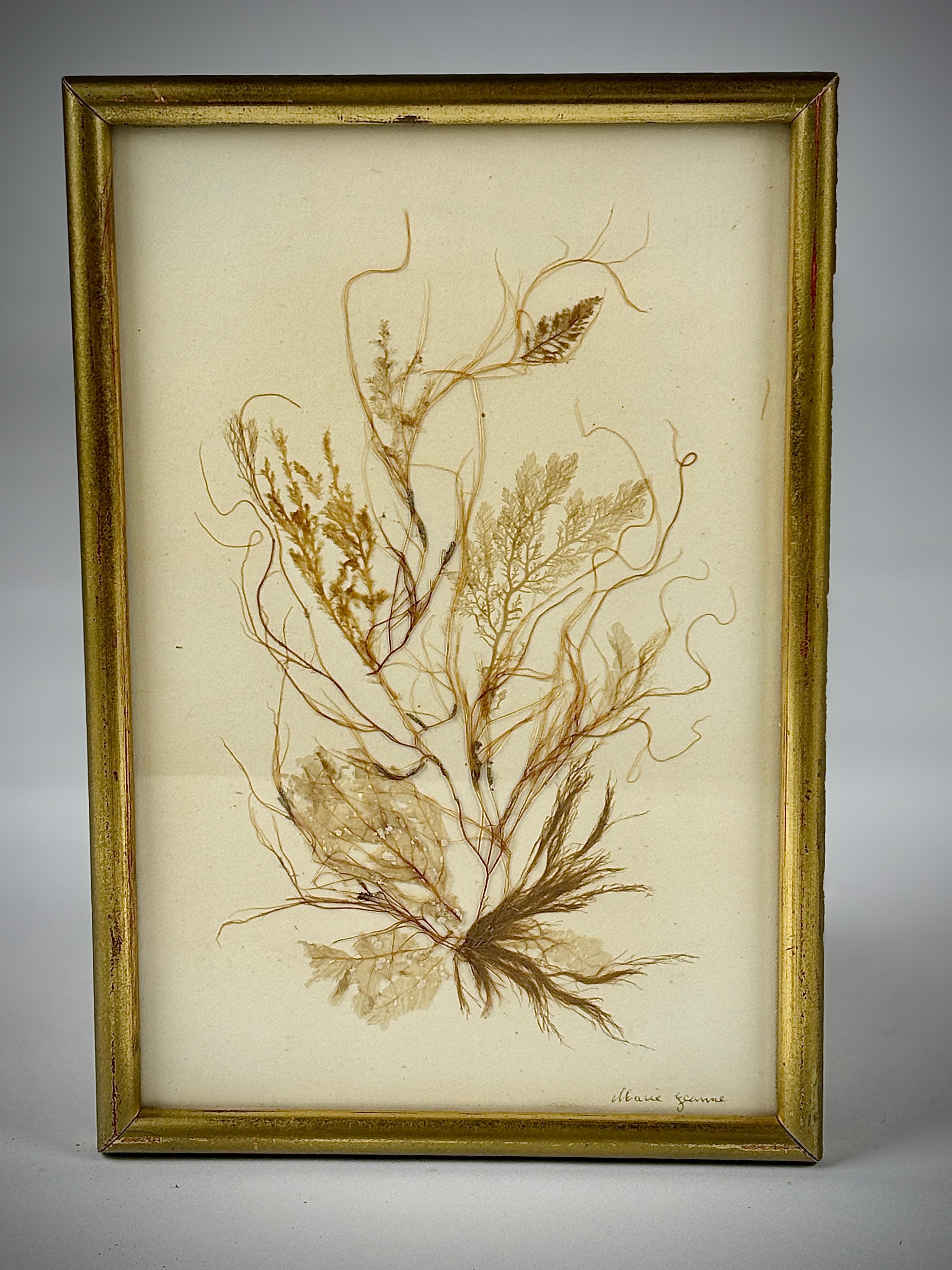 Pair of 19th Century Natural History Pressed Seaweed For Sale 5