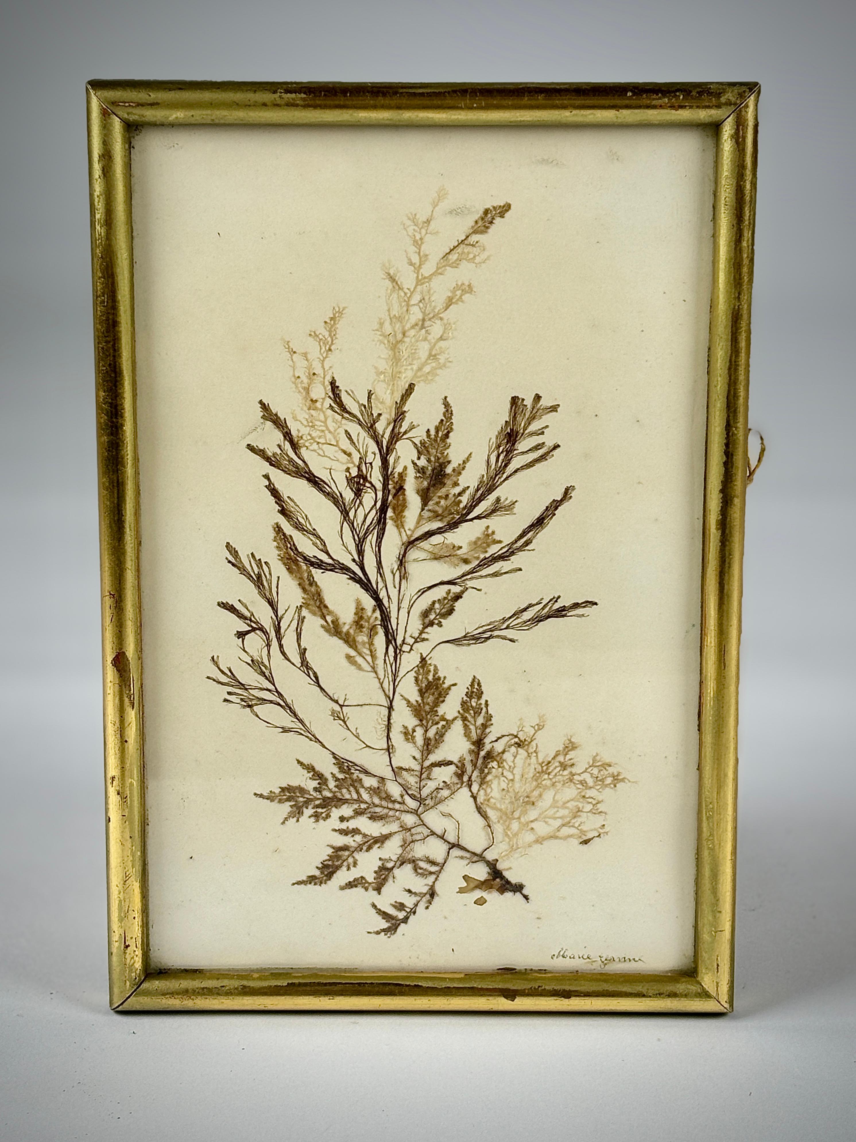 Pair of 19th Century Natural History Pressed Seaweed For Sale 6