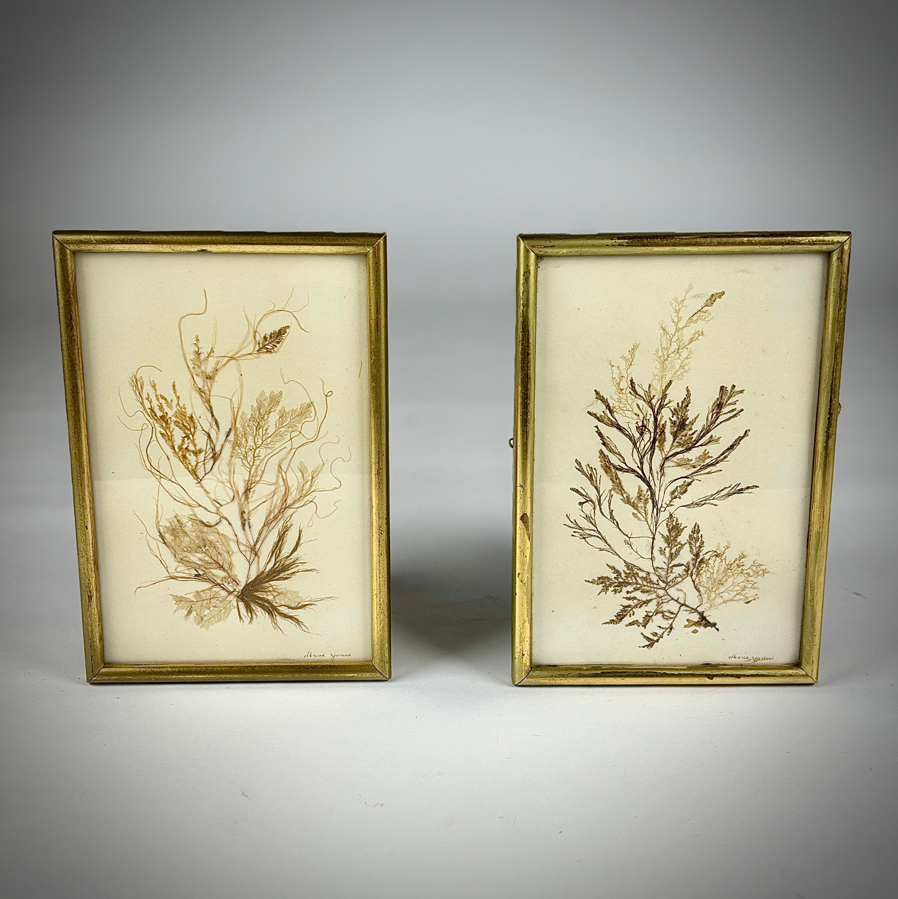 Pair of Late 19th Century Natural History Pressed Seaweeds, house in their original water gilt frames, small signature to both.

France, Circa 1890.