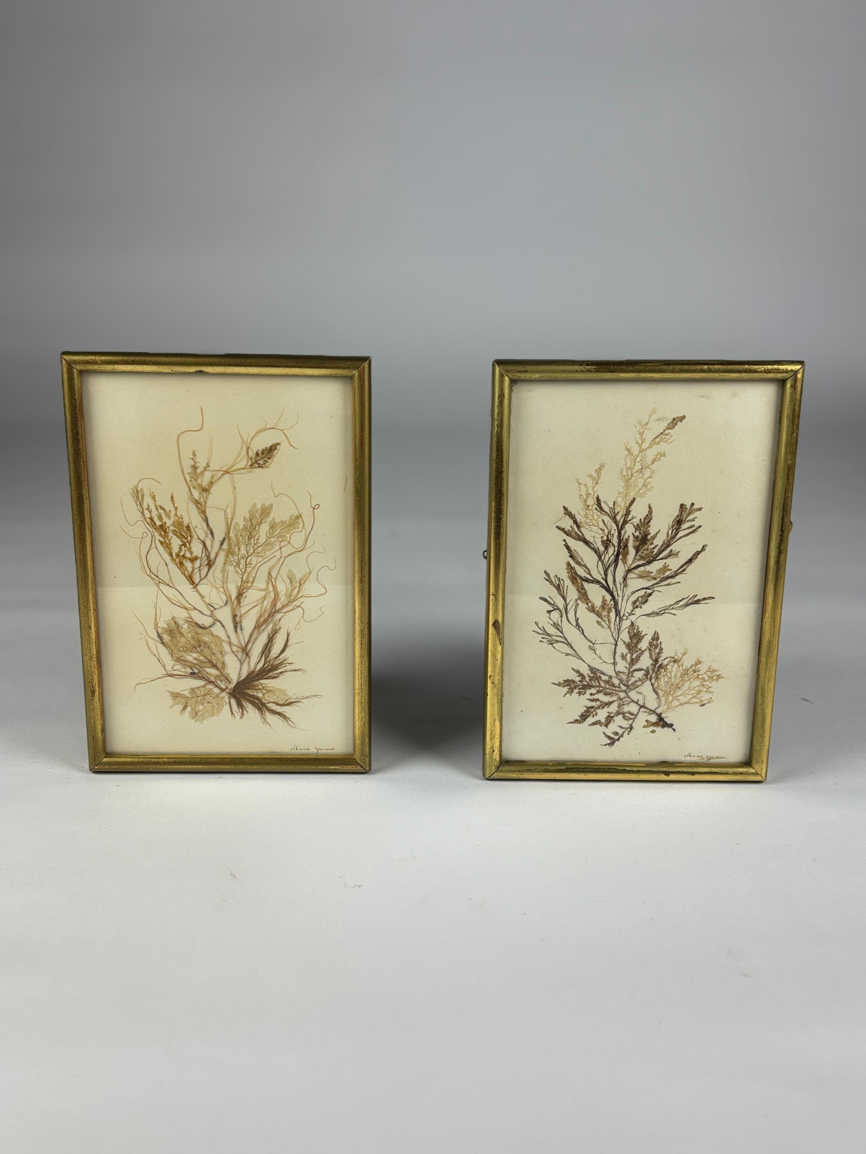 French Pair of 19th Century Natural History Pressed Seaweed For Sale