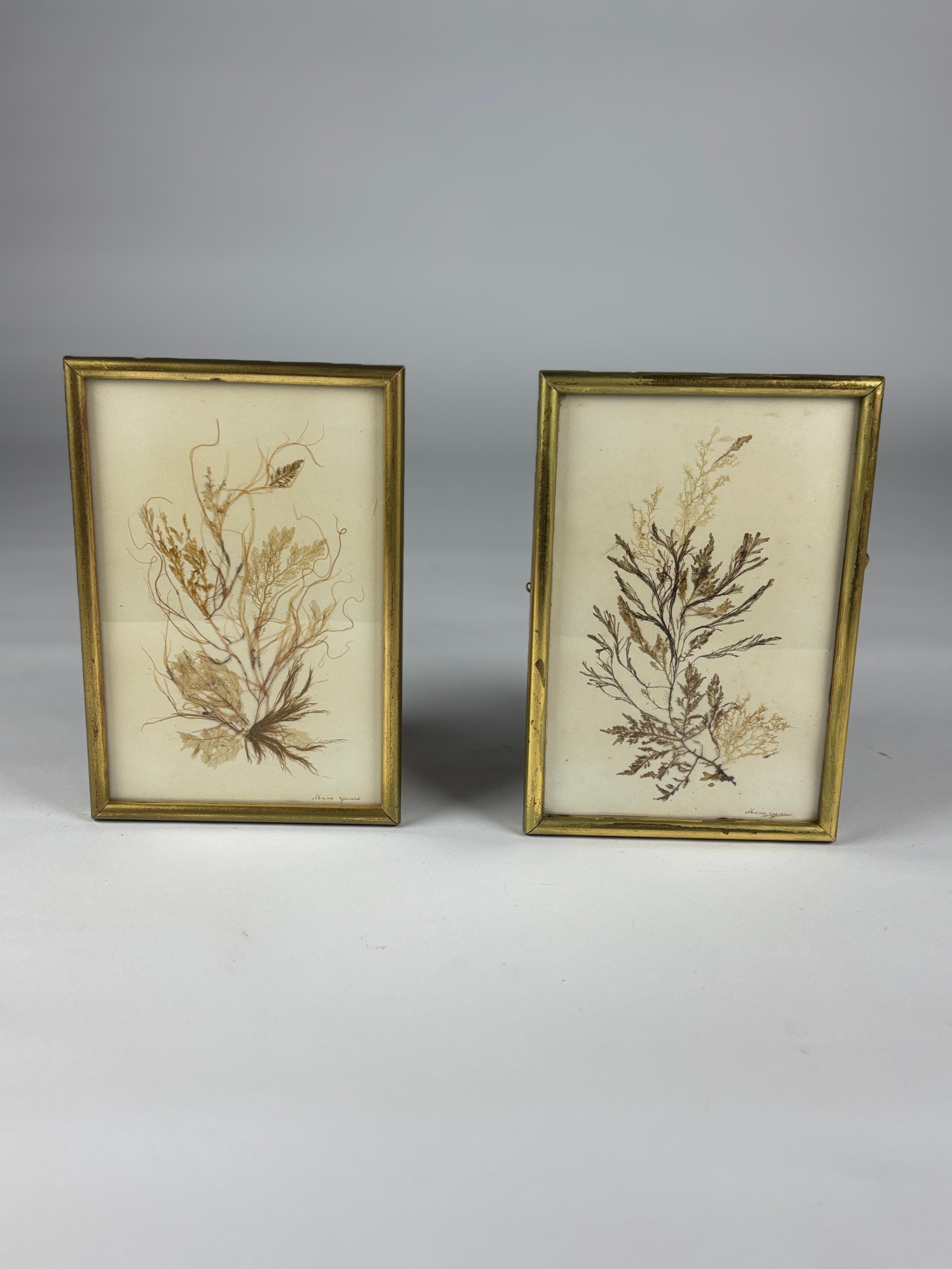 Pair of 19th Century Natural History Pressed Seaweed In Fair Condition For Sale In Pease pottage, West Sussex