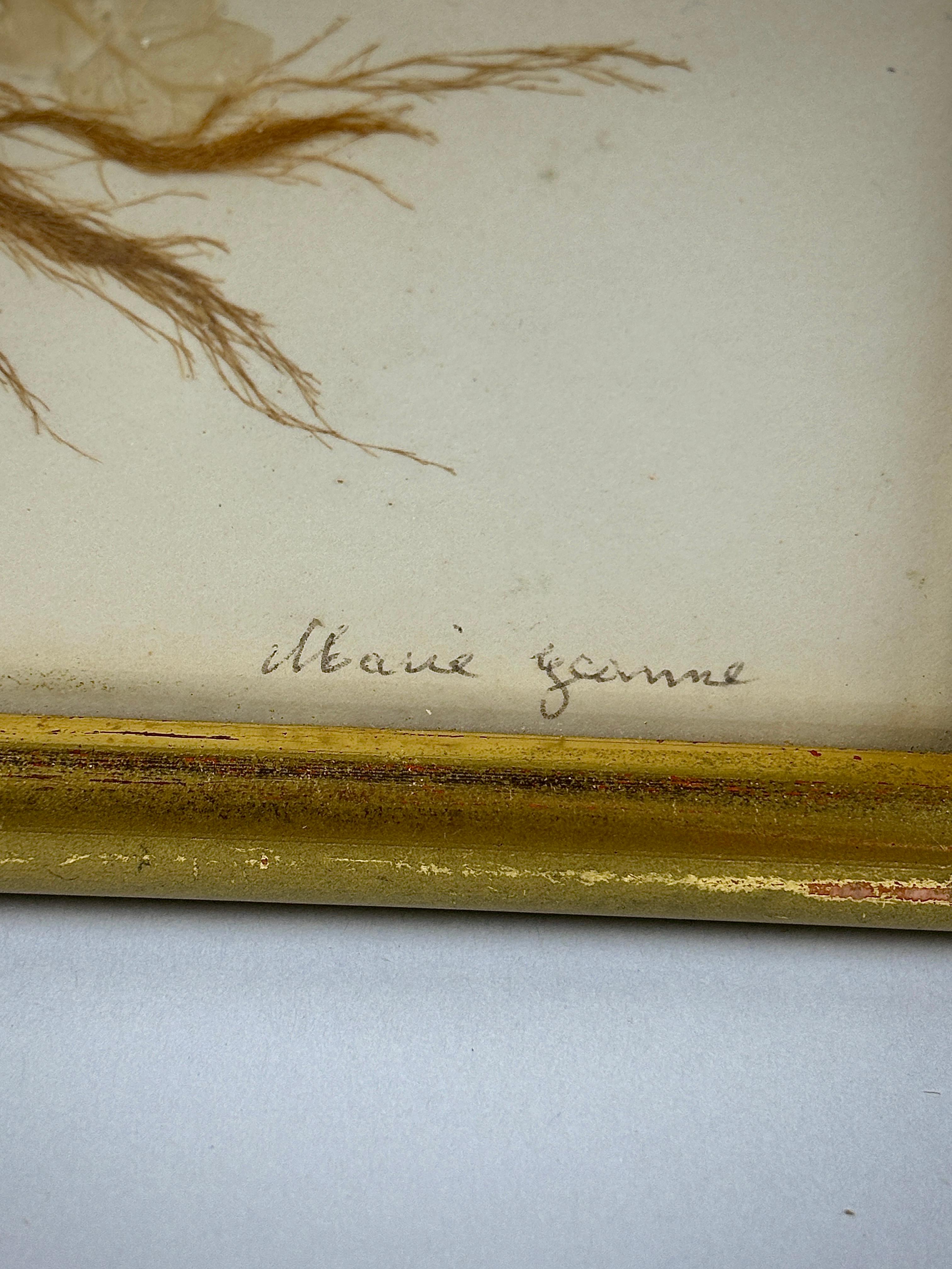 Paper Pair of 19th Century Natural History Pressed Seaweed For Sale