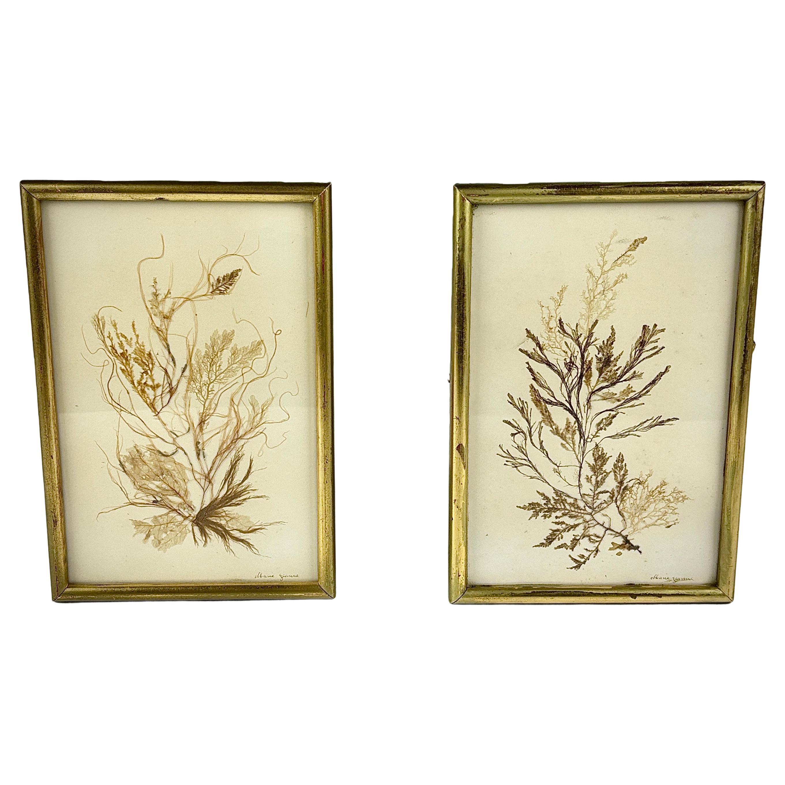 Pair of 19th Century Natural History Pressed Seaweed For Sale