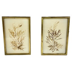 Pair of 19th Century Natural History Pressed Seaweed