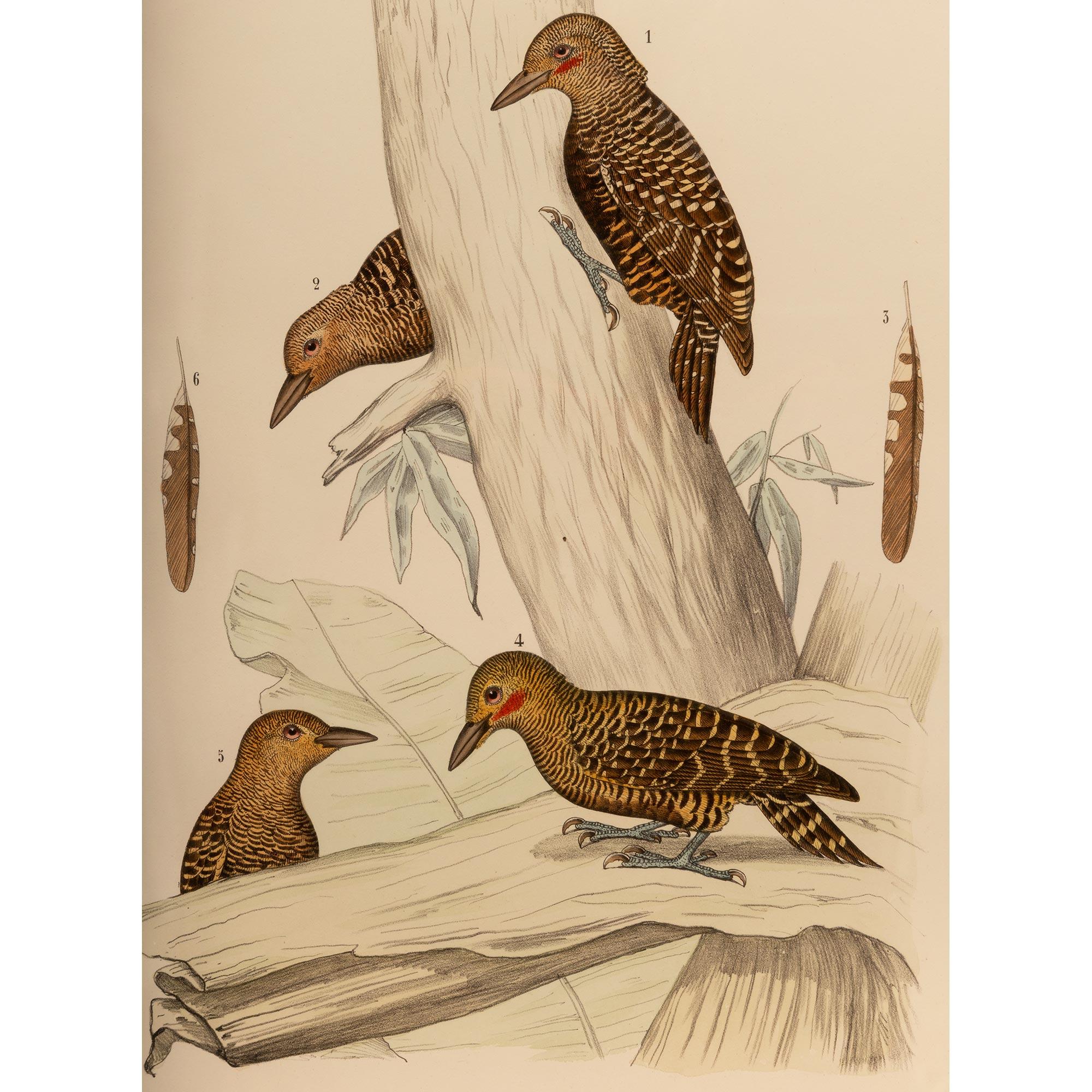 A lovely pair of 19th century ornithological color prints of European birds, within an elegant wood frame. The science of ornithology has a long history and studies on birds have helped develop several key concepts in evolution, behavior and