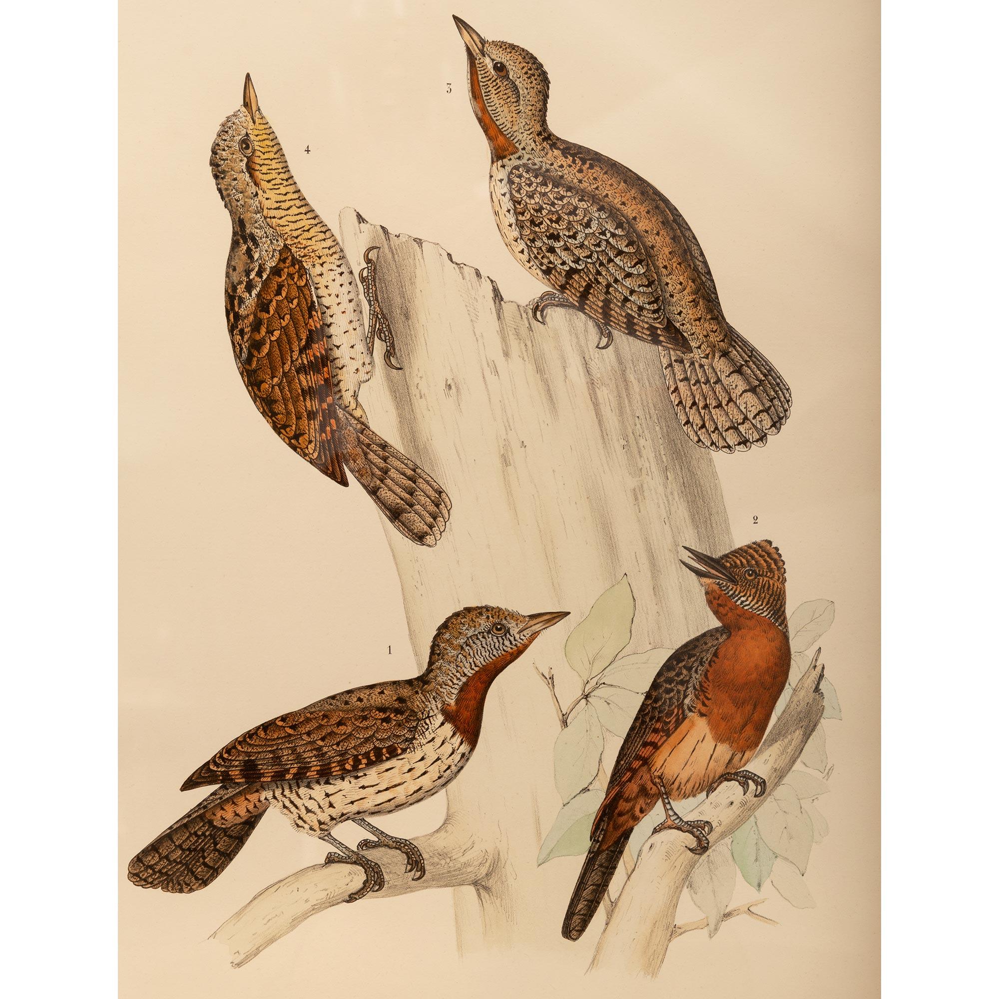Paar ornithologische Farbdrucke des 19. Jahrhunderts (Holz) im Angebot