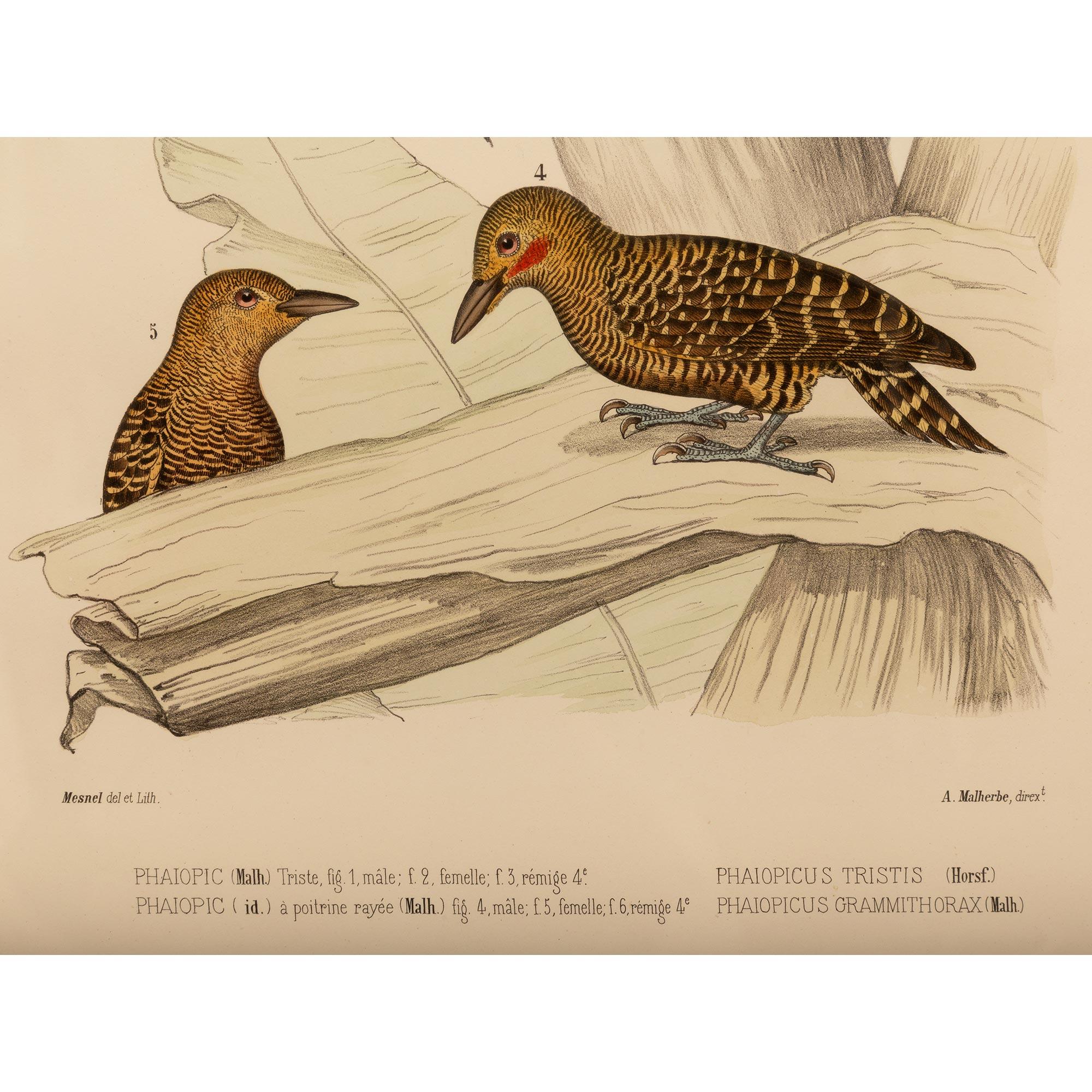 Pair of 19th Century Ornithological Color Prints For Sale 1