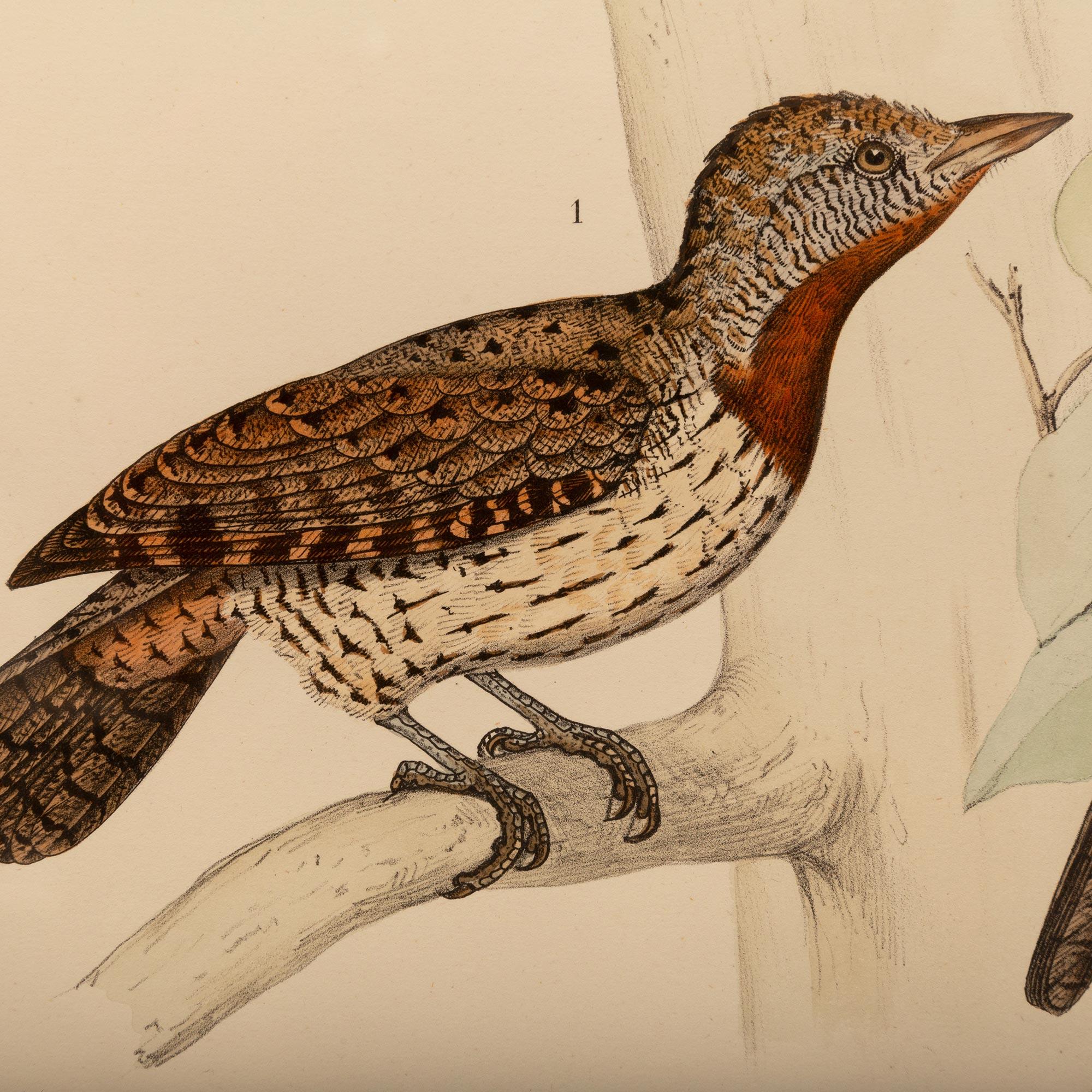 Pair of 19th Century Ornithological Color Prints For Sale 2