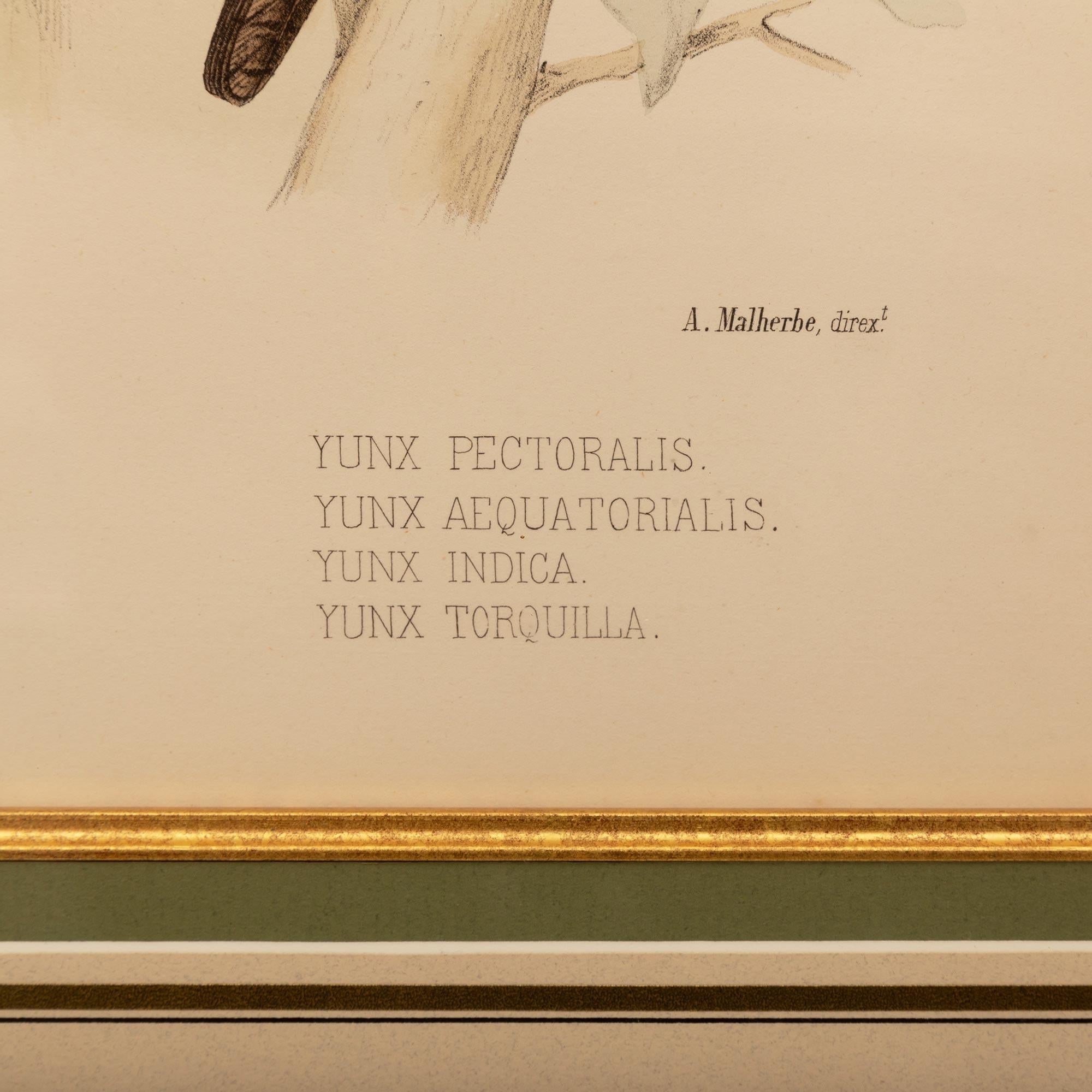 Paar ornithologische Farbdrucke des 19. Jahrhunderts im Angebot 4