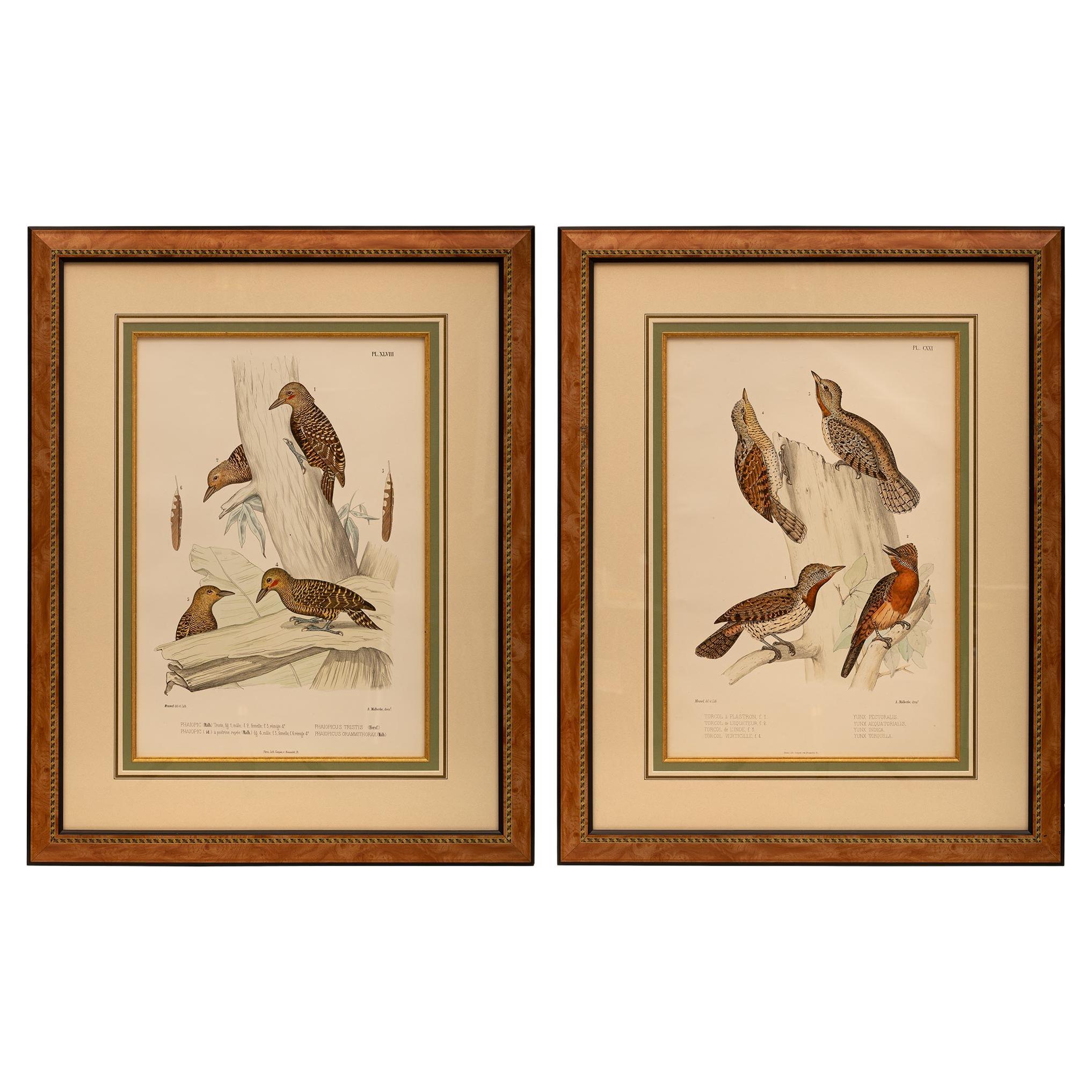 Pair of 19th Century Ornithological Color Prints