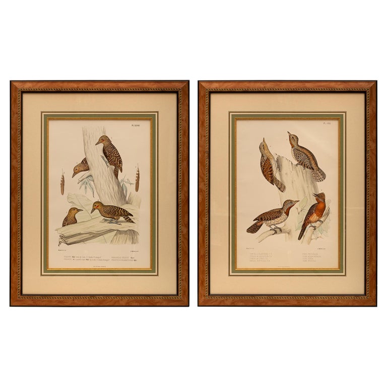 Coppia di stampe ornitologiche a colori del XIX secolo in vendita su 1stDibs