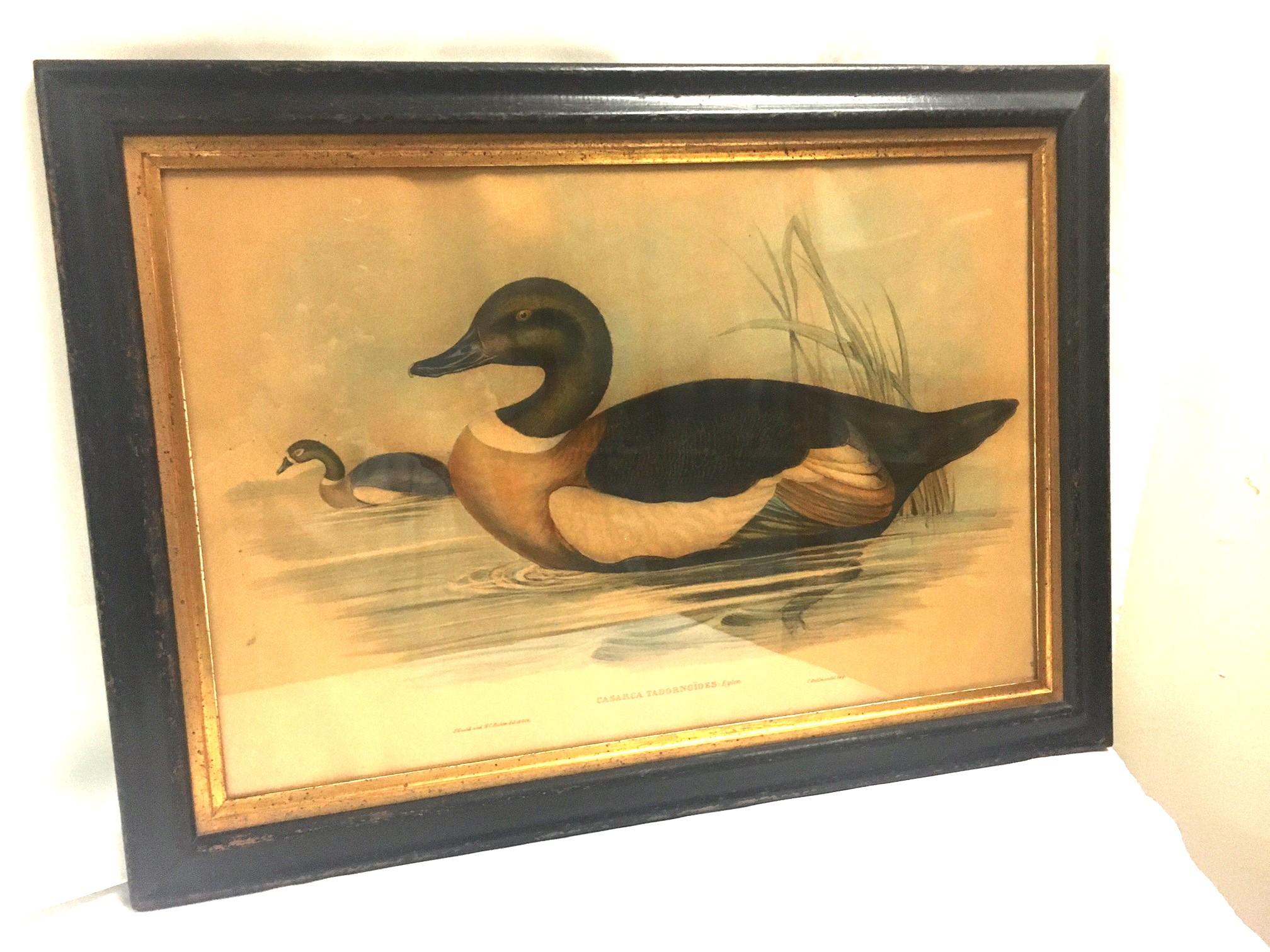 Pair of 19thc Hand-colored Lithographs of Ducks by John Gould & H.C. Richter For Sale 5