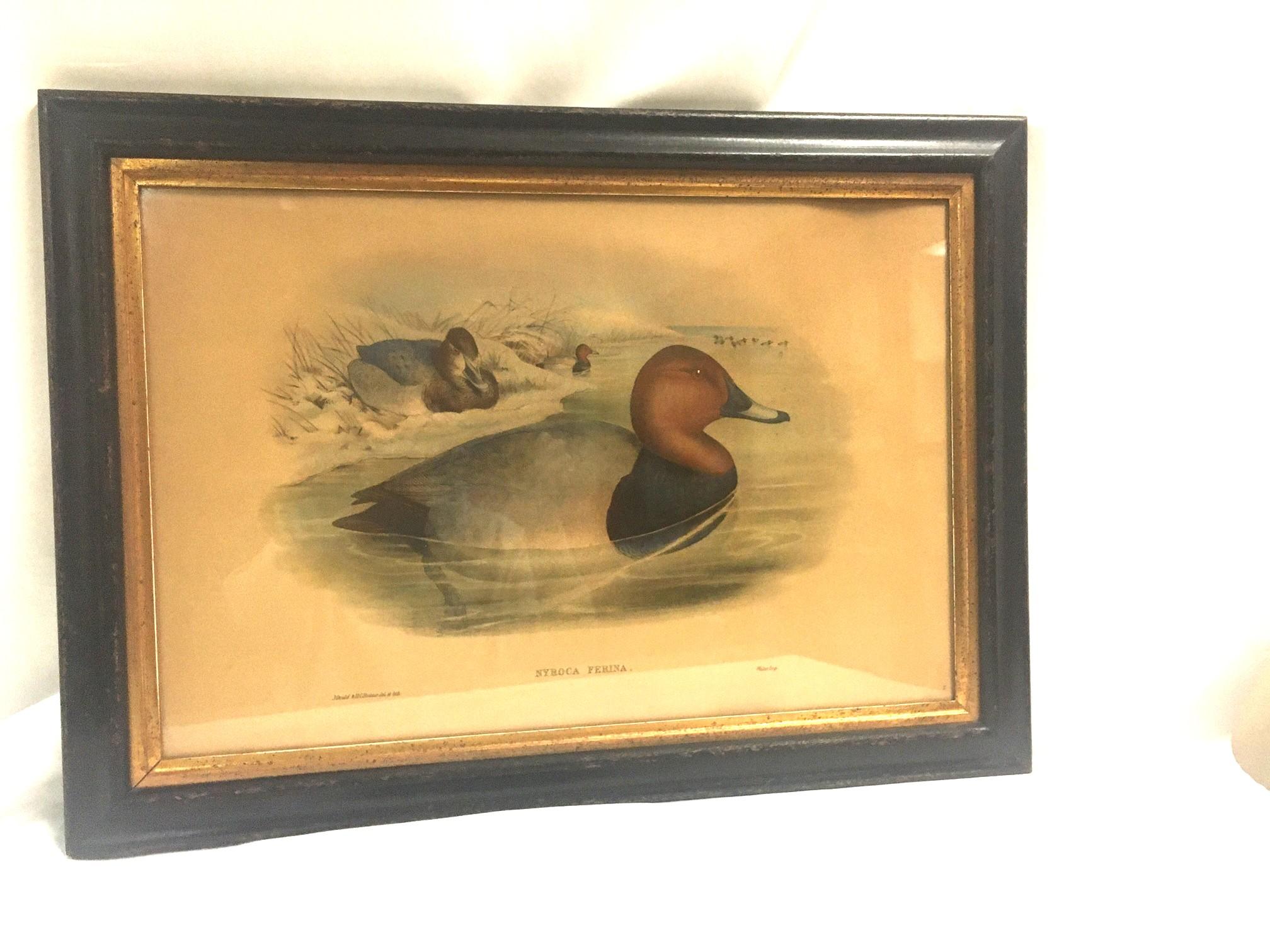 This handsome pair of 19th century hand-colored Lithographs of ducks is by John Gould and HC Richter and are titled 