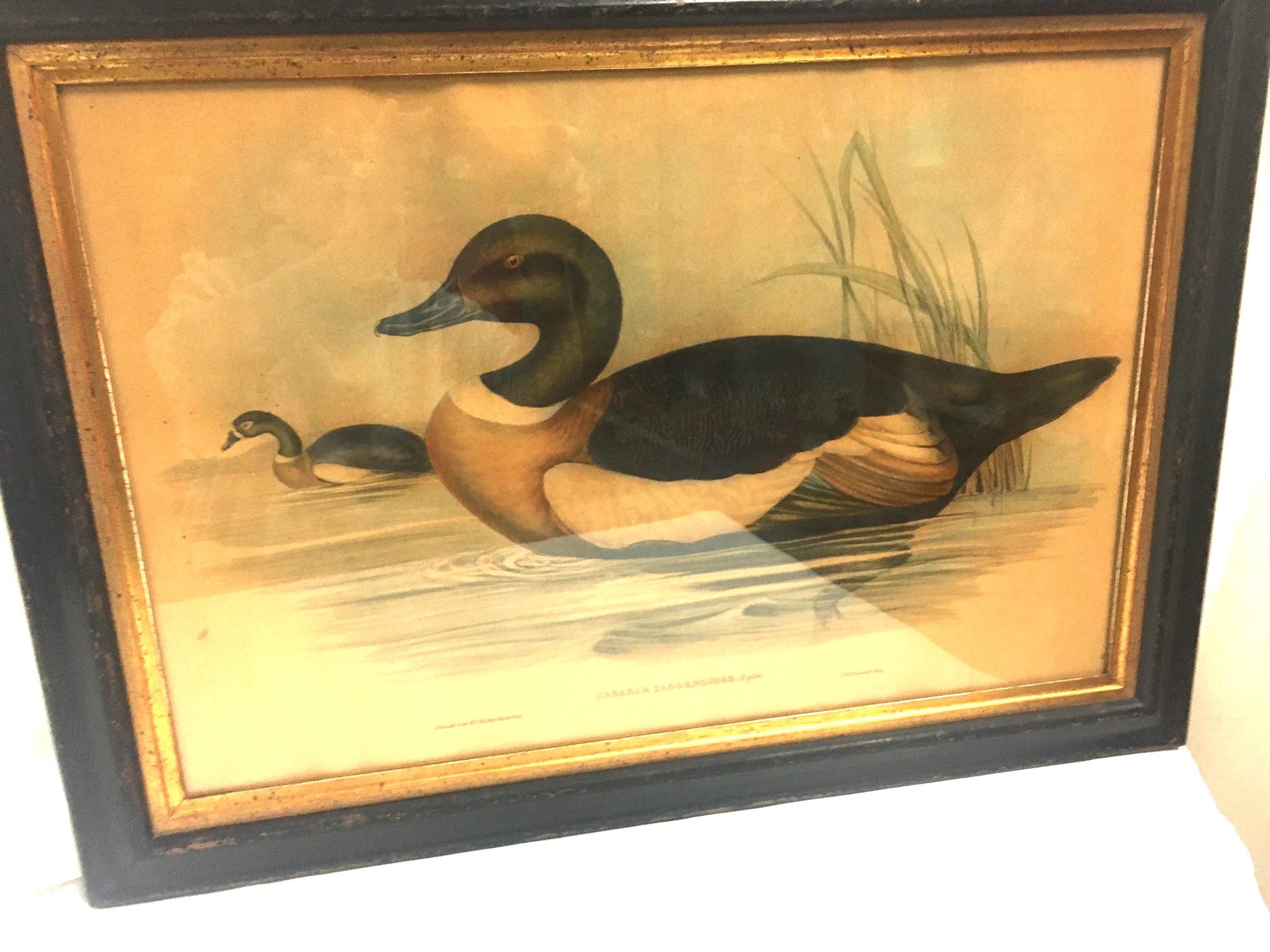 High Victorian Pair of 19thc Hand-colored Lithographs of Ducks by John Gould & H.C. Richter For Sale
