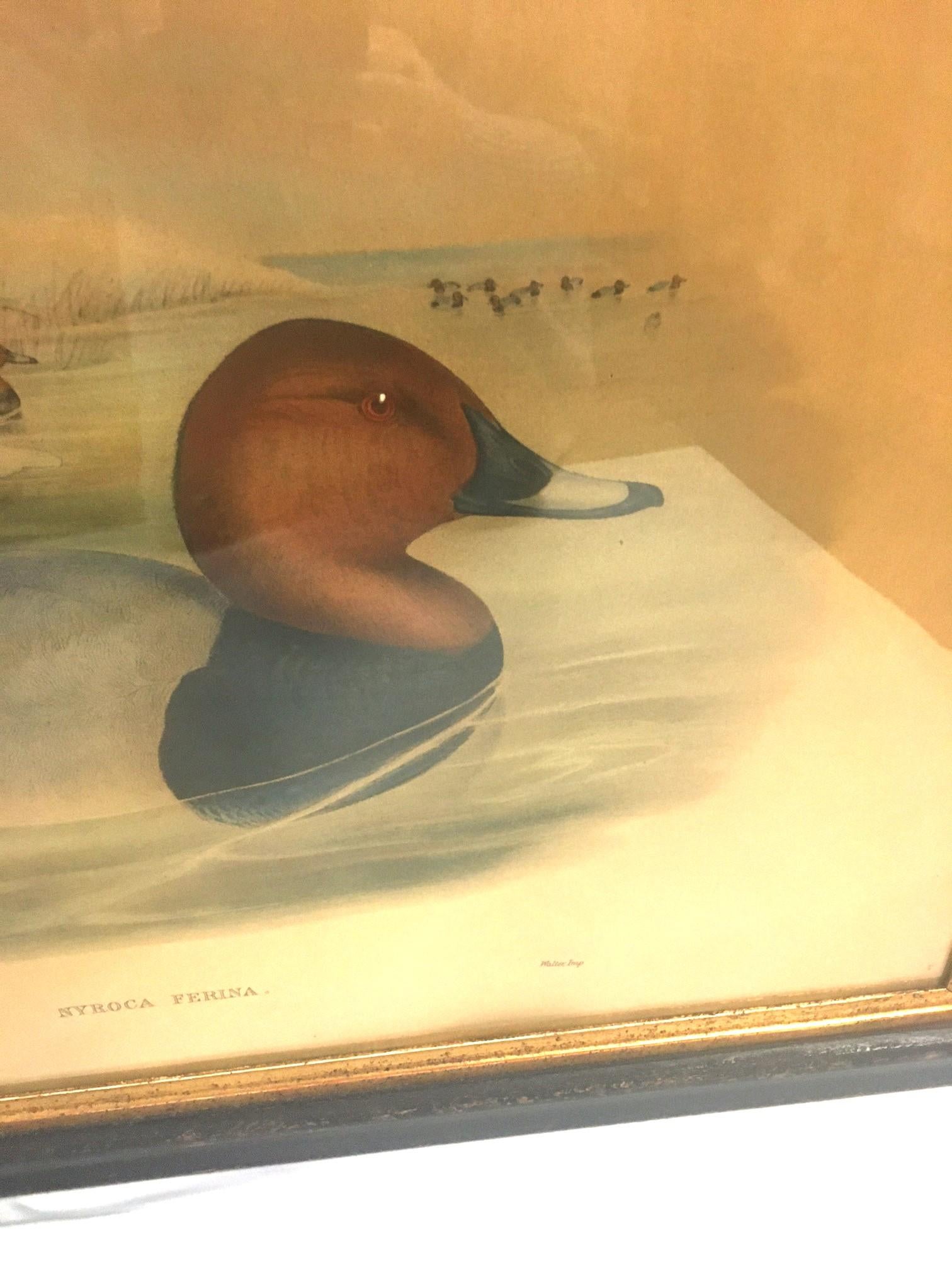 English Pair of 19thc Hand-colored Lithographs of Ducks by John Gould & H.C. Richter For Sale