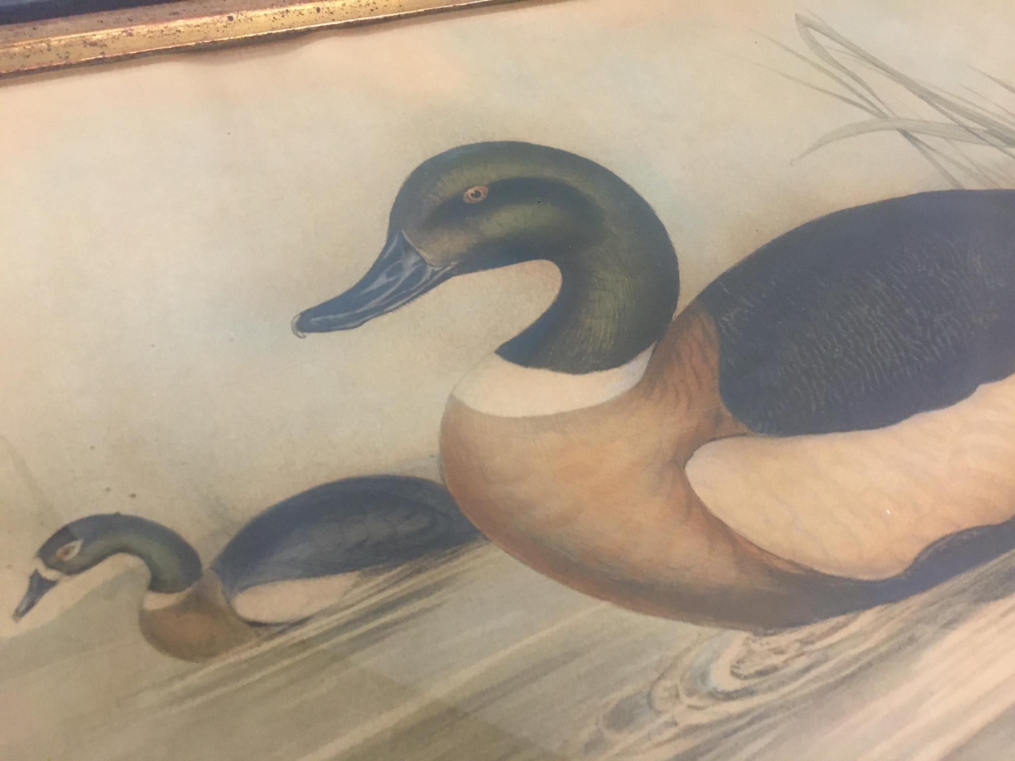 Hand-Painted Pair of 19thc Hand-colored Lithographs of Ducks by John Gould & H.C. Richter For Sale