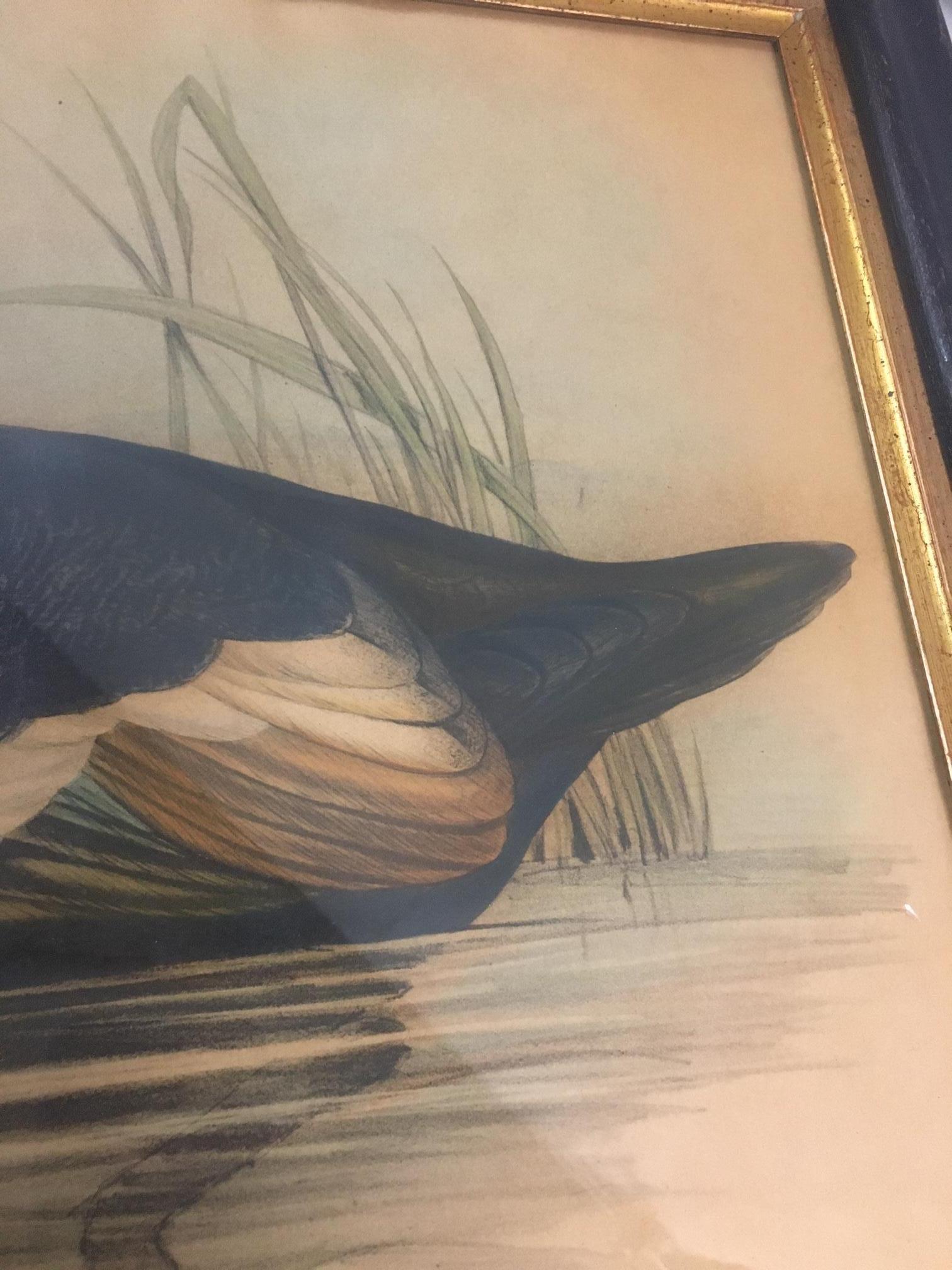Pair of 19thc Hand-colored Lithographs of Ducks by John Gould & H.C. Richter In Good Condition For Sale In Savannah, GA