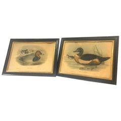 Paar handkolorierte Lithografien von Enten aus dem 19. Jahrhundert von John Gould & H.C. Richter