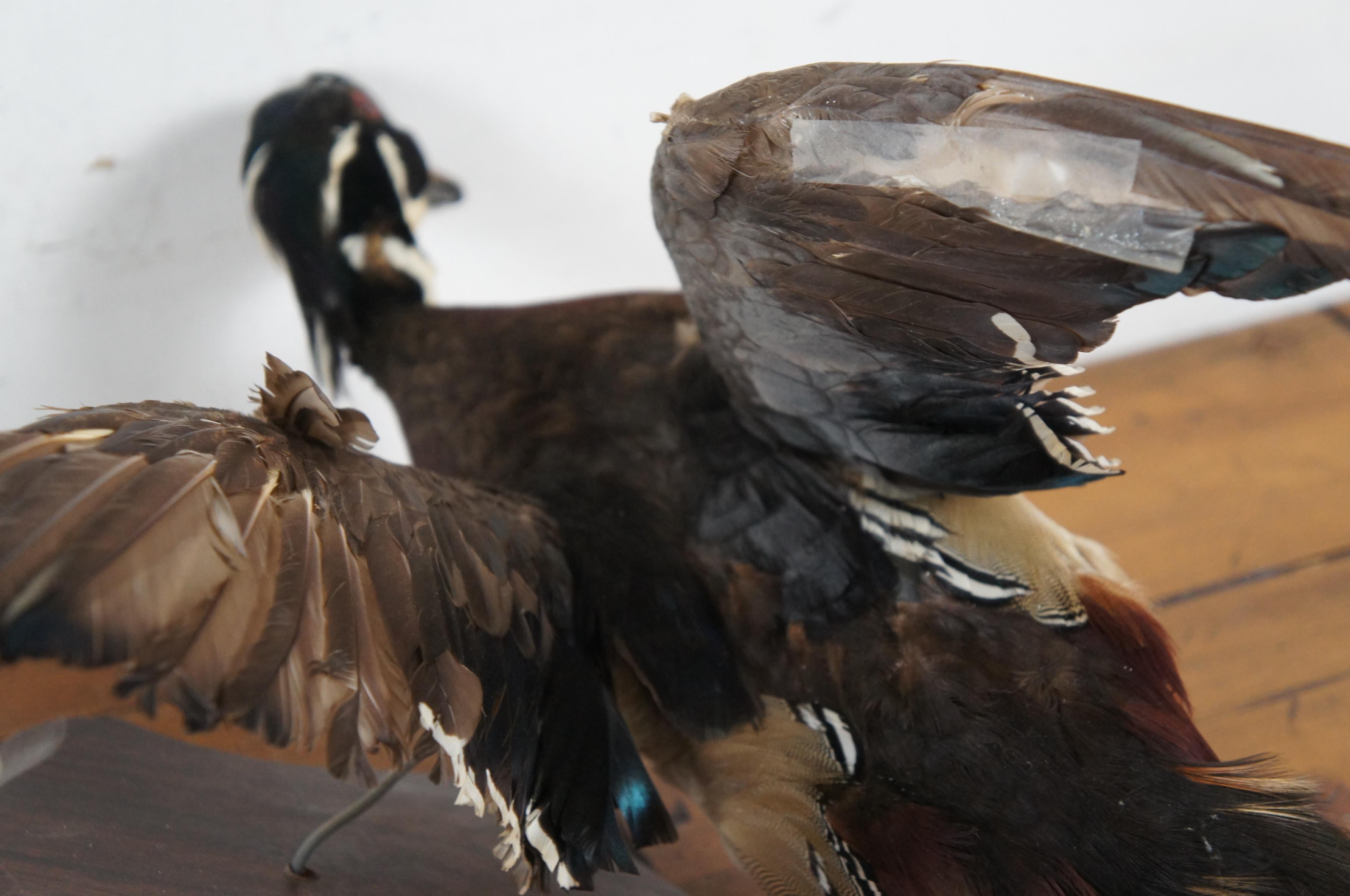 Pair of 2 Vintage Taxidermy Flying Carolina Wood Duck Bird Trophy Mounts 18