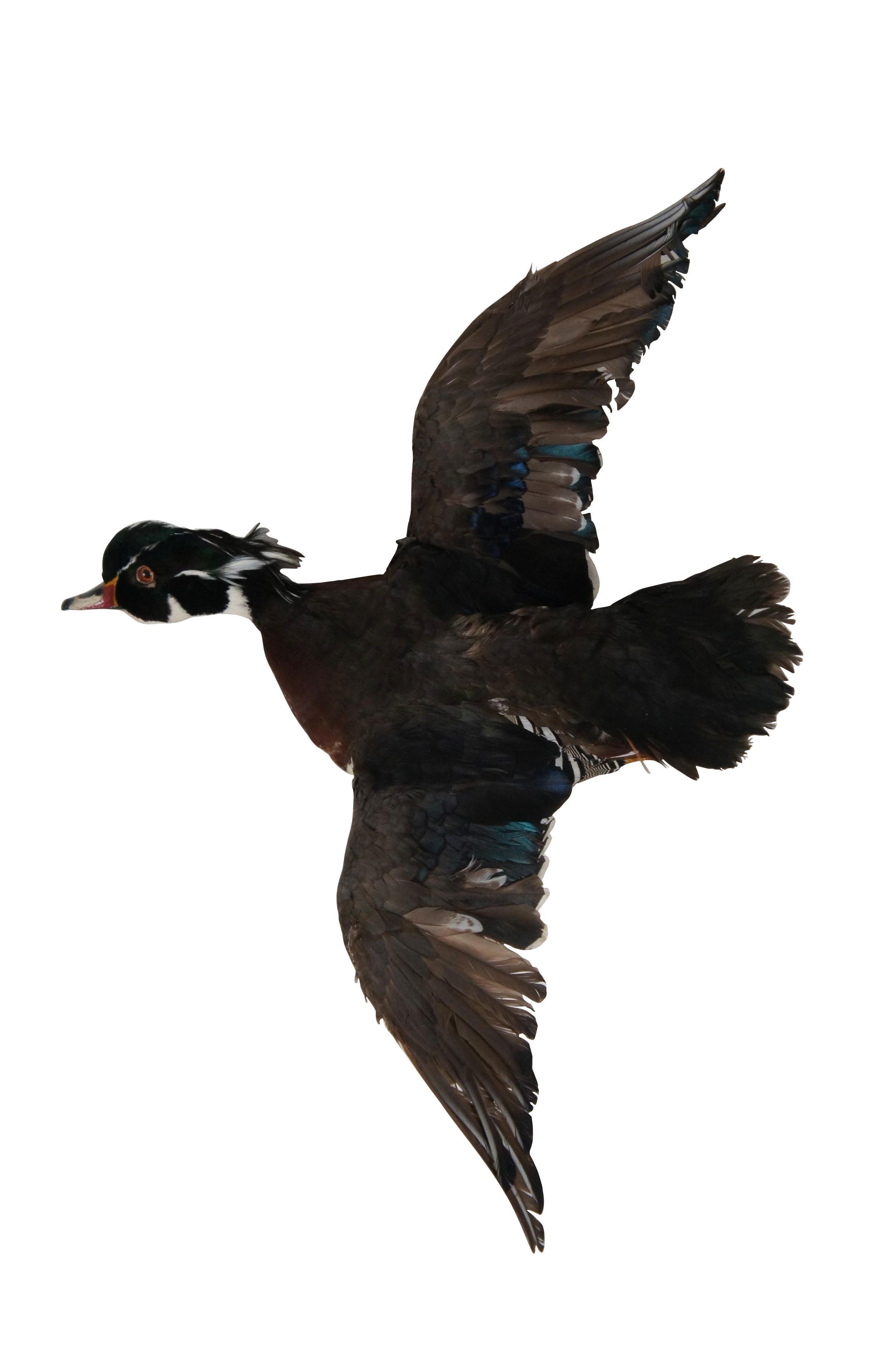 Pair of vintage taxidermied wood ducks (aka Carolina Duck / Aix sponsa) mounted with wings extended in flight on shield shaped wall hanging plaques. Back of one plaque marked with card from Hunter's Haven Taxidermy Studio.

