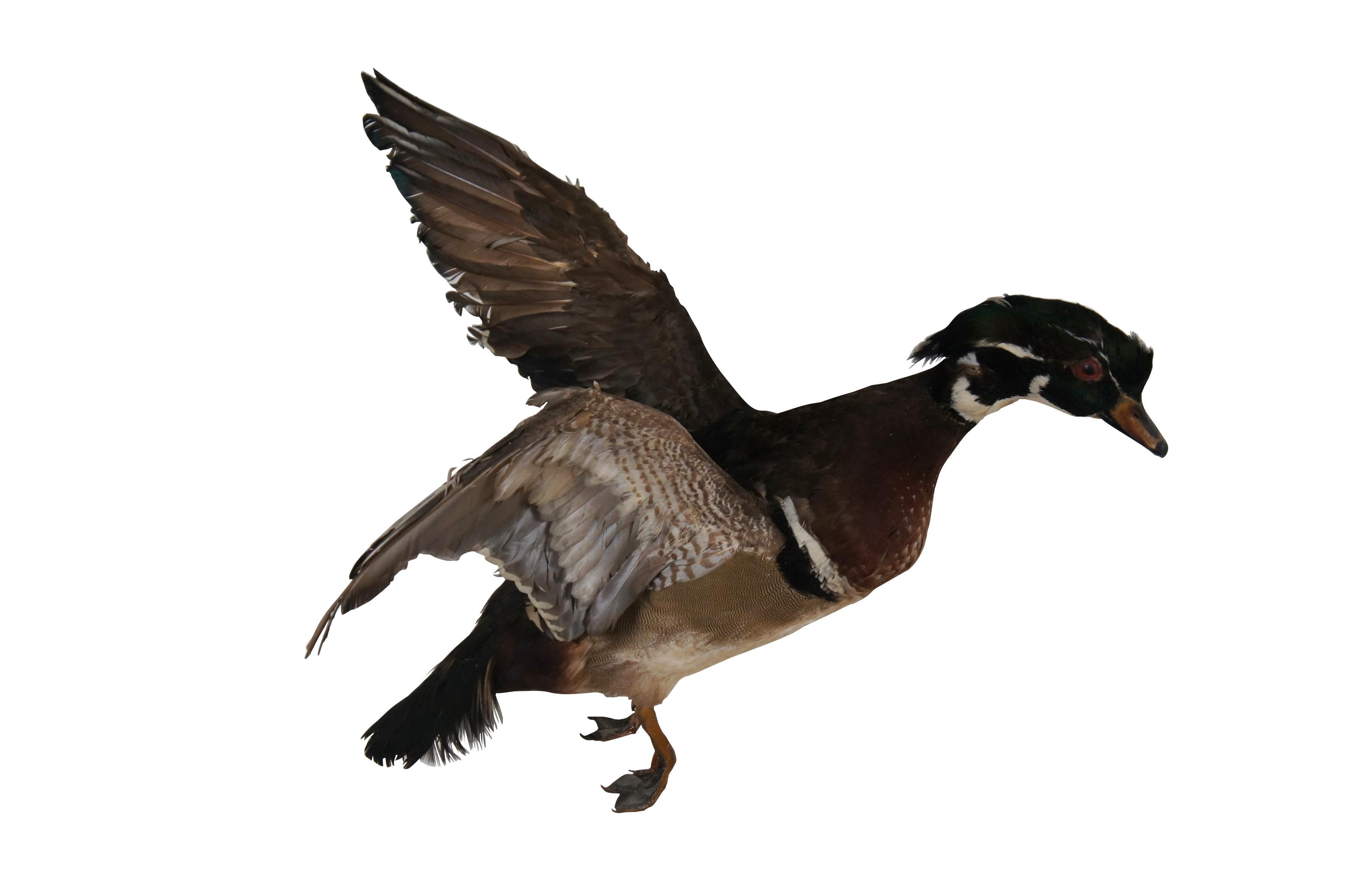 Rustic Pair of 2 Vintage Taxidermy Flying Carolina Wood Duck Bird Trophy Mounts 18