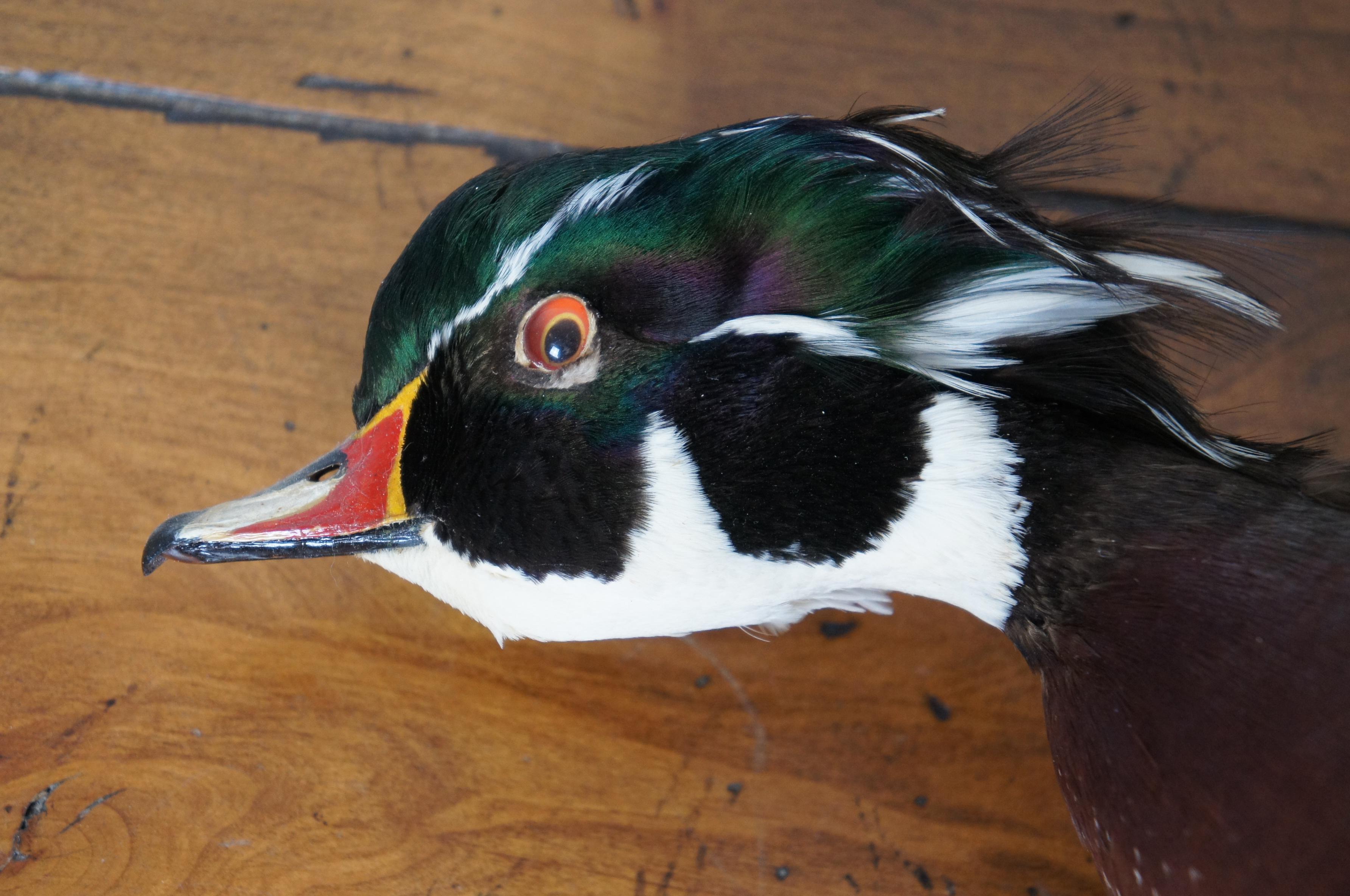 20th Century Pair of 2 Vintage Taxidermy Flying Carolina Wood Duck Bird Trophy Mounts 18