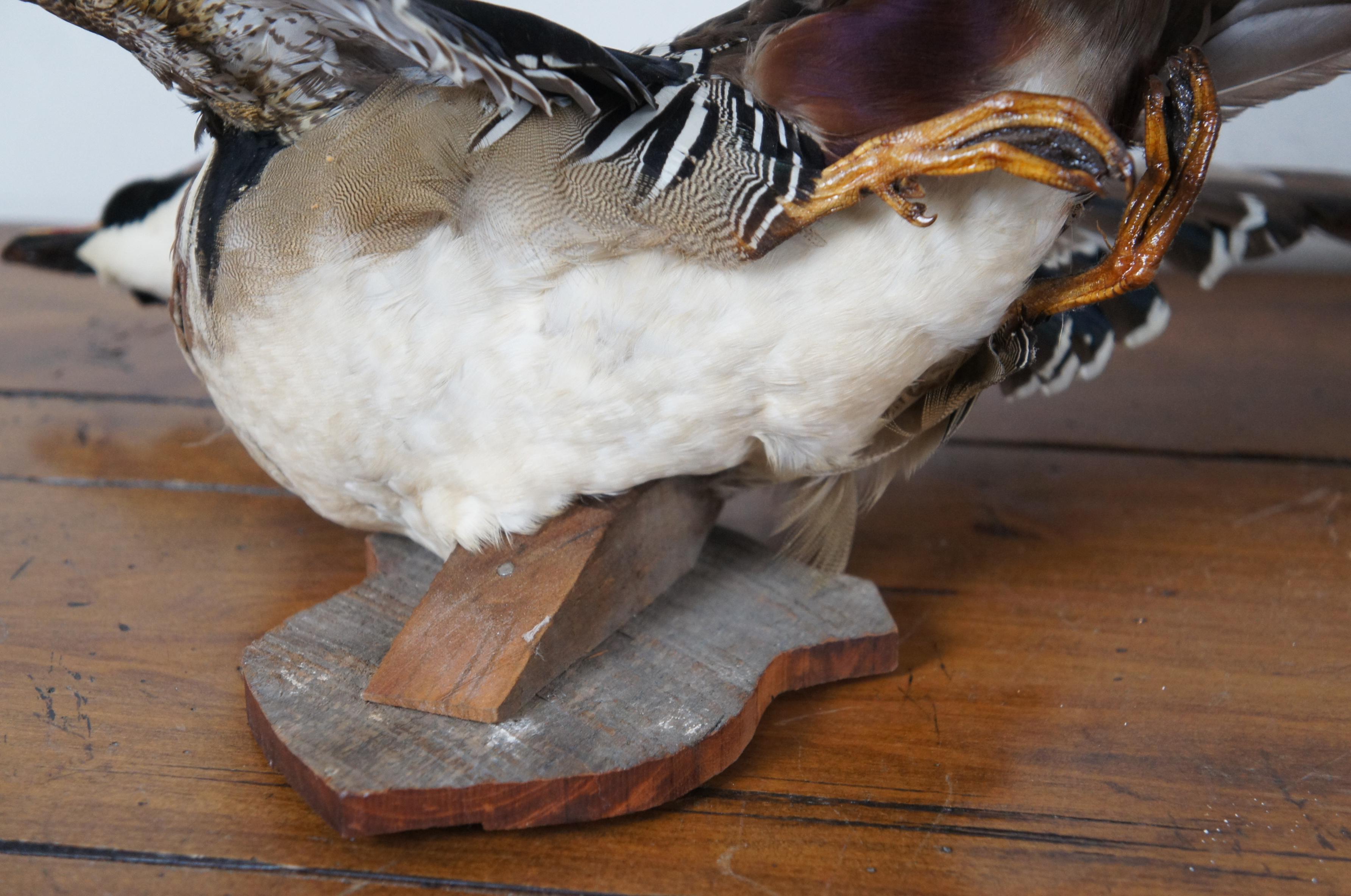 Animal Skin Pair of 2 Vintage Taxidermy Flying Carolina Wood Duck Bird Trophy Mounts 18