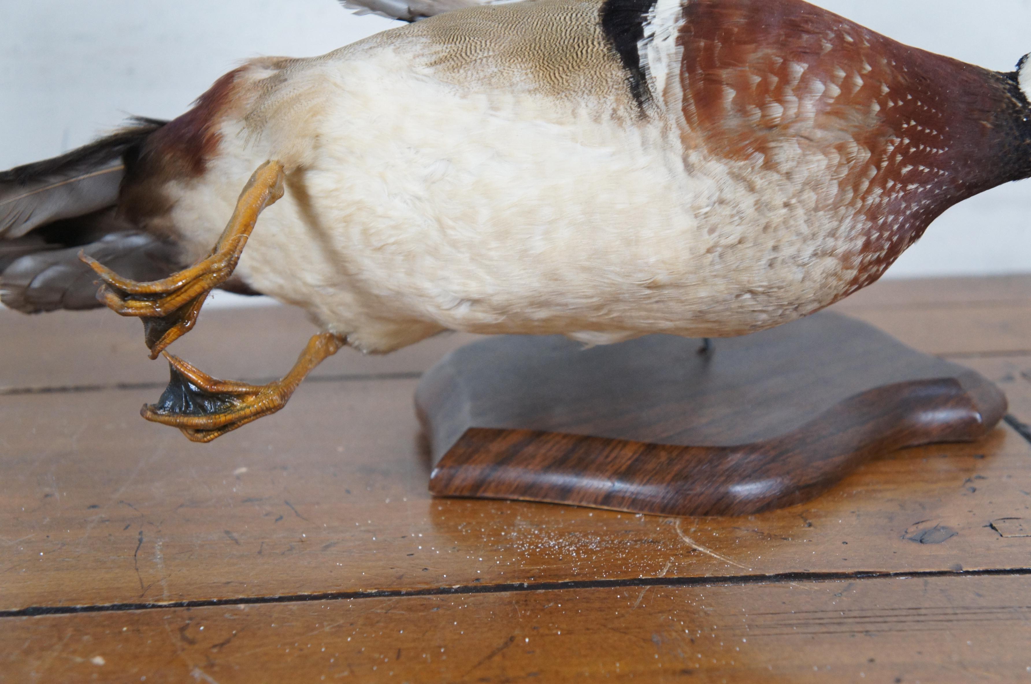 Pair of 2 Vintage Taxidermy Flying Carolina Wood Duck Bird Trophy Mounts 18