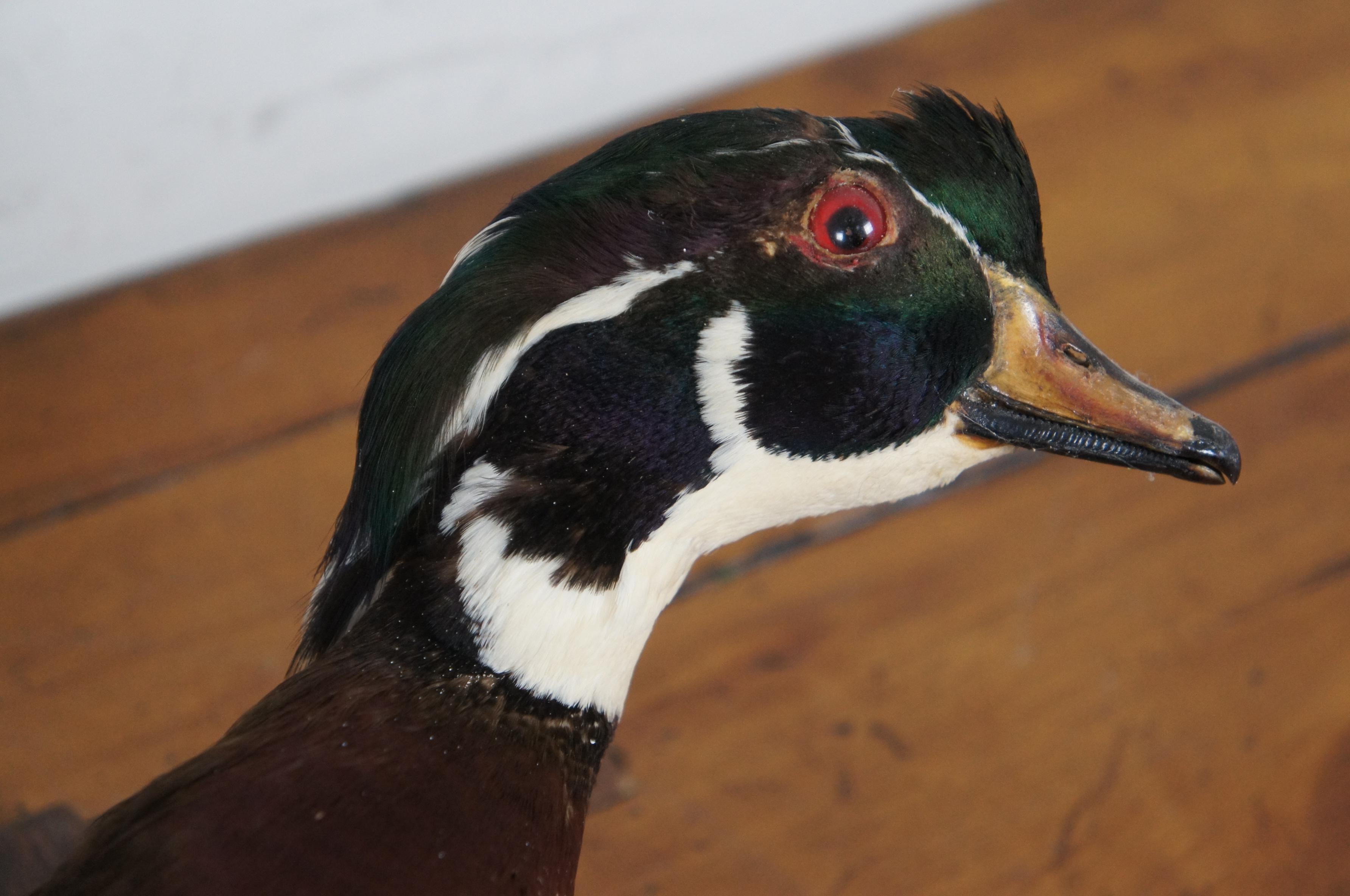 Pair of 2 Vintage Taxidermy Flying Carolina Wood Duck Bird Trophy Mounts 18