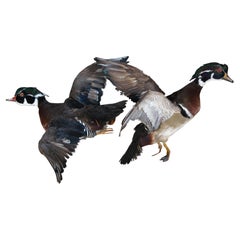 Pair of 2 Vintage Taxidermy Flying Carolina Wood Duck Bird Trophy Mounts 18"