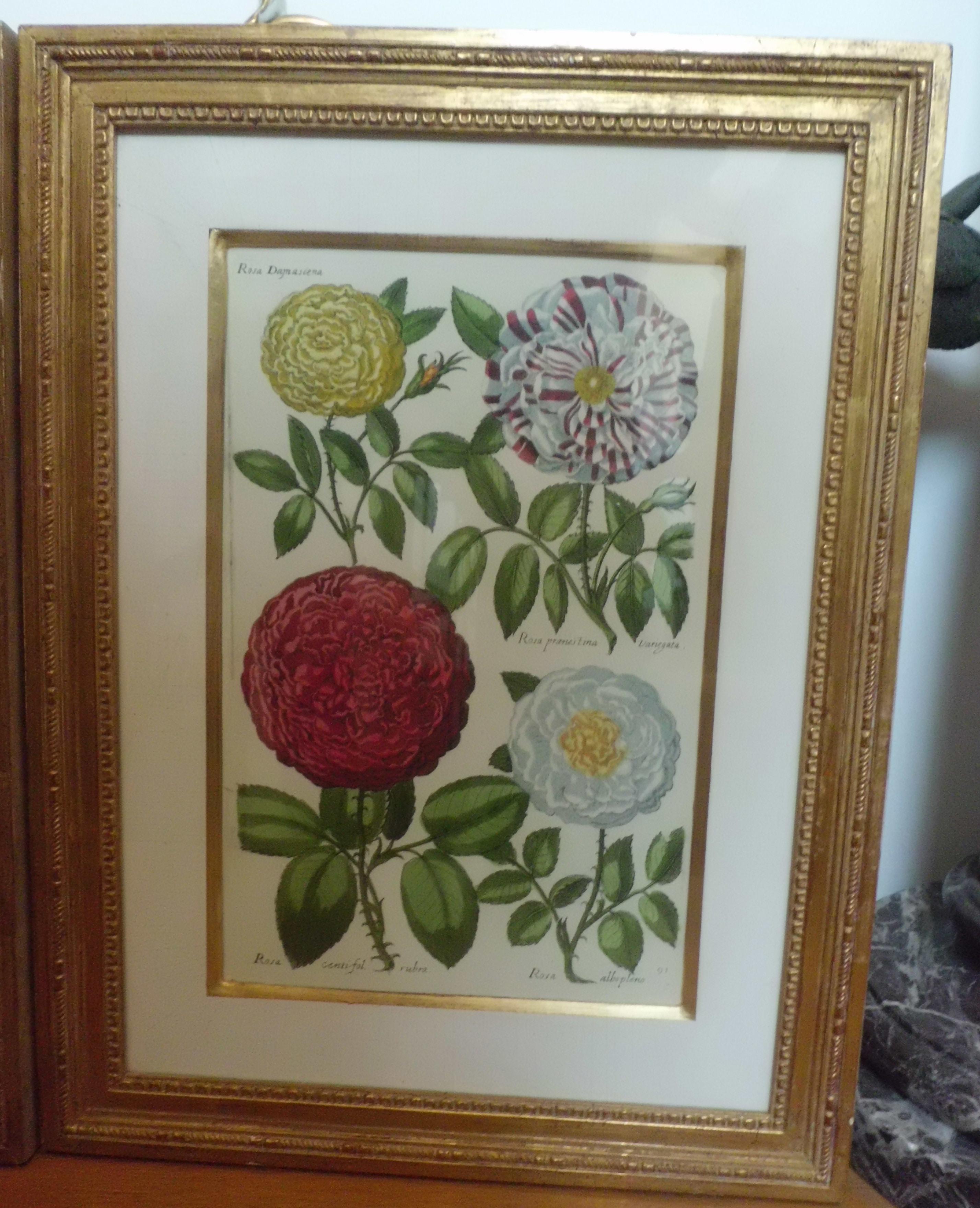 A pair of elegant botanical prints, roses and iris, from England based decorating company Trowbridge, 1990.
Hand carved giltwood frames.
Dimensions: Height cm 52, width cm 39, depth cm 3.