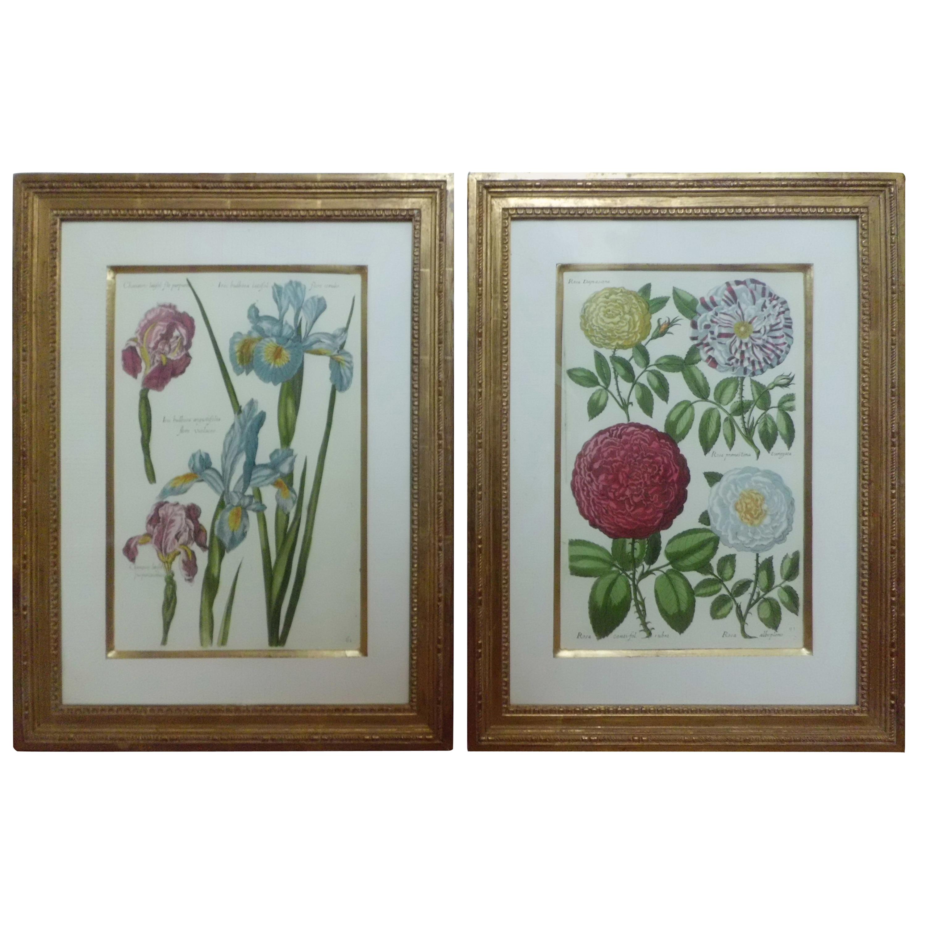 Pair of 20th Century English Botanic Prints with Gilt Frames, Martin Trowbridge For Sale