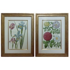 Vintage Pair of 20th Century English Botanic Prints with Gilt Frames, Martin Trowbridge