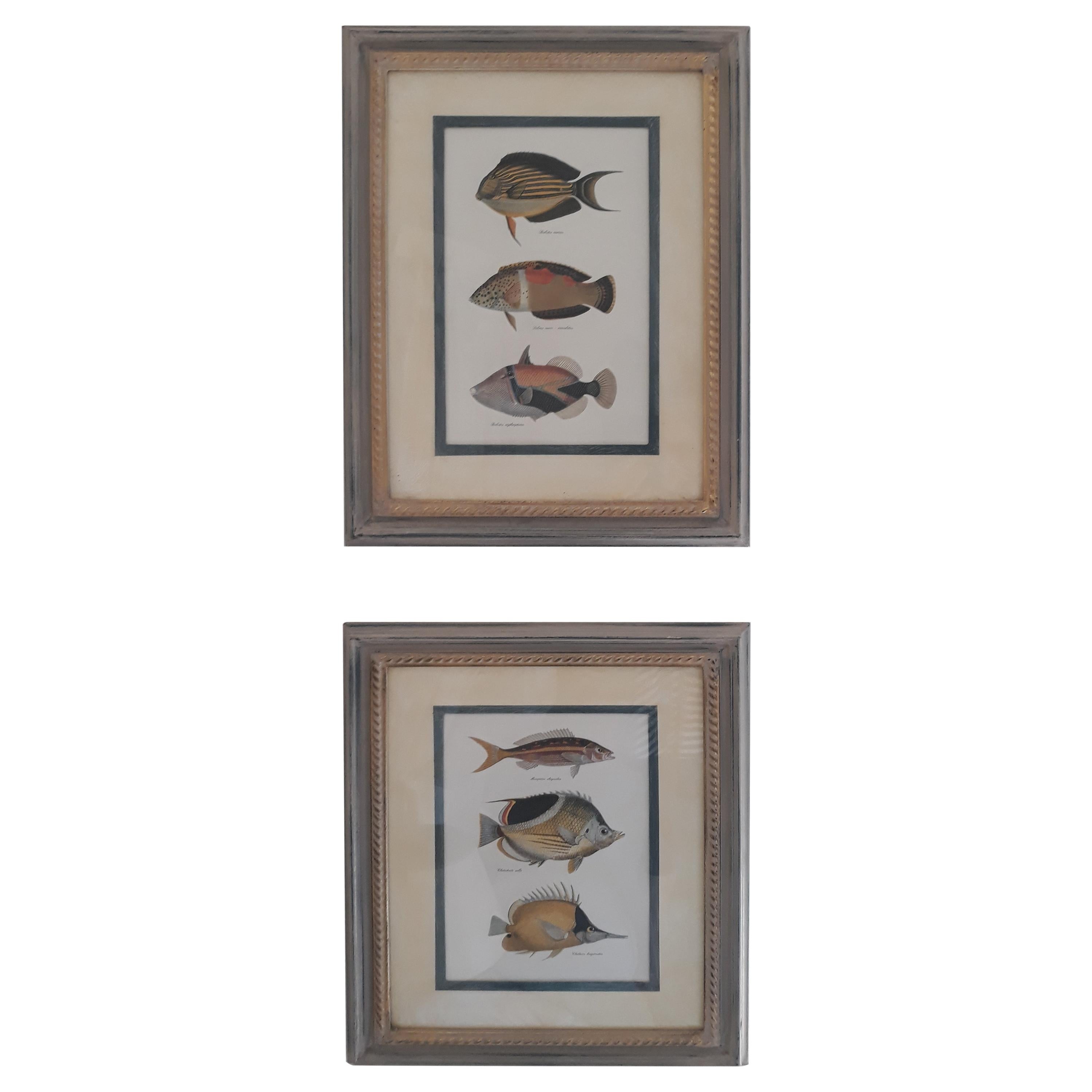 20th Century English "Tropical Fish" Prints with Frames, Martin Trowbridge, Pair For Sale