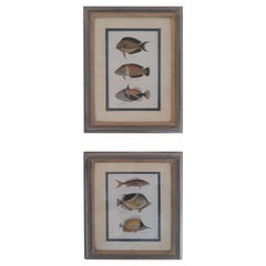 Vintage 20th Century English "Tropical Fish" Prints with Frames, Martin Trowbridge, Pair
