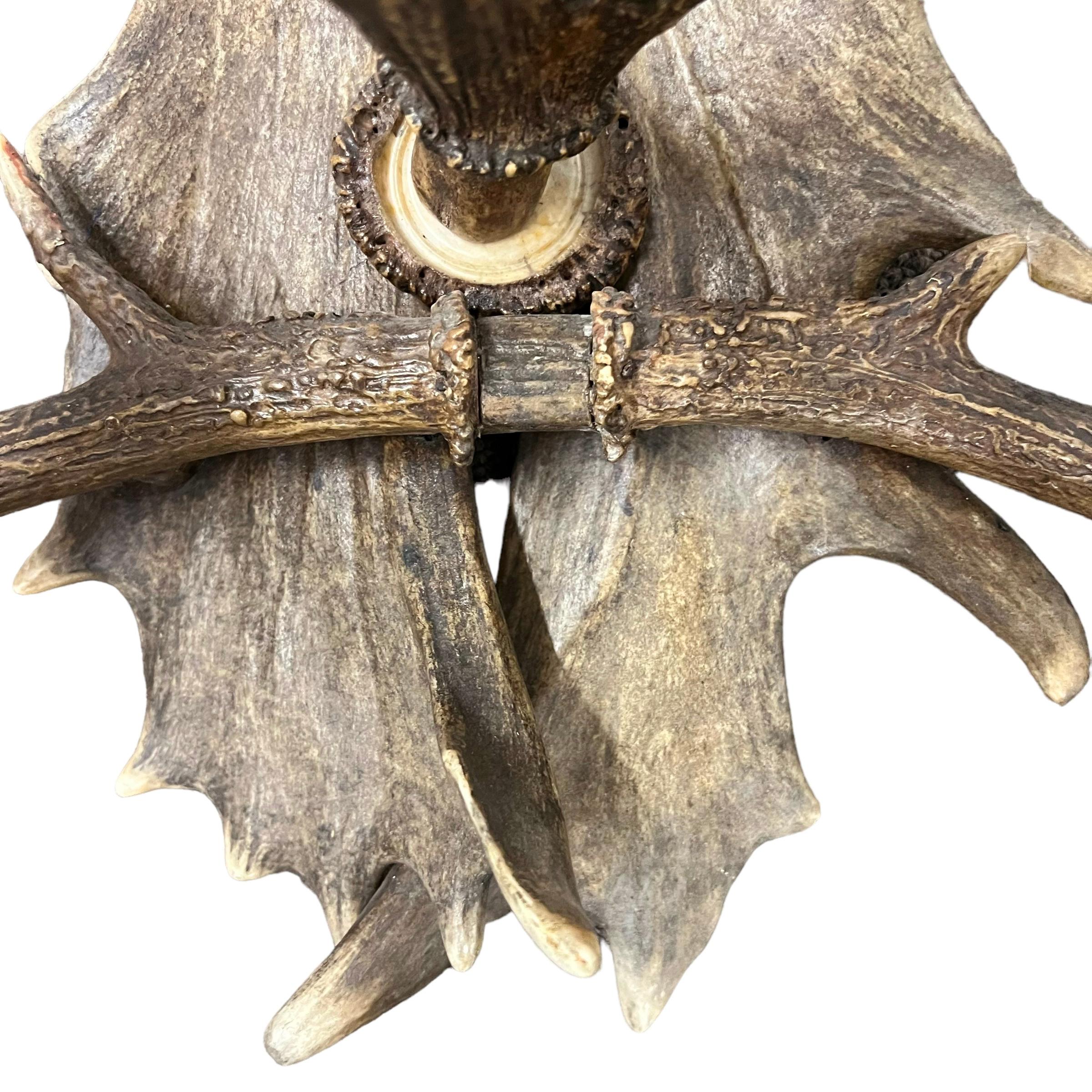 Pair of 20th Century German Antler Sconces For Sale 8
