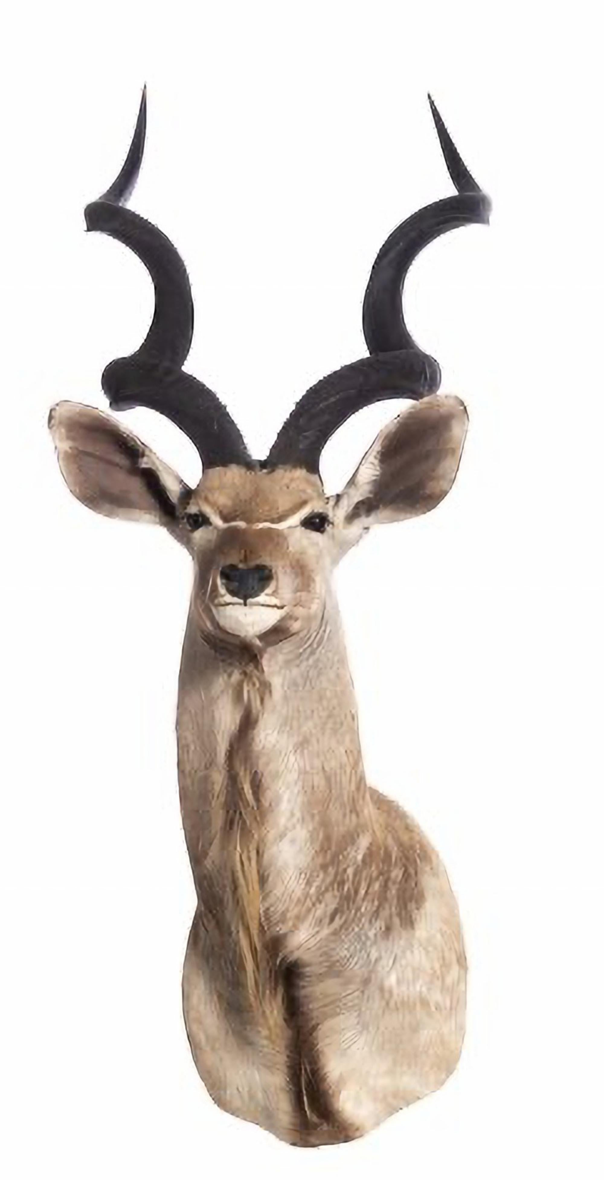 kudu mounts