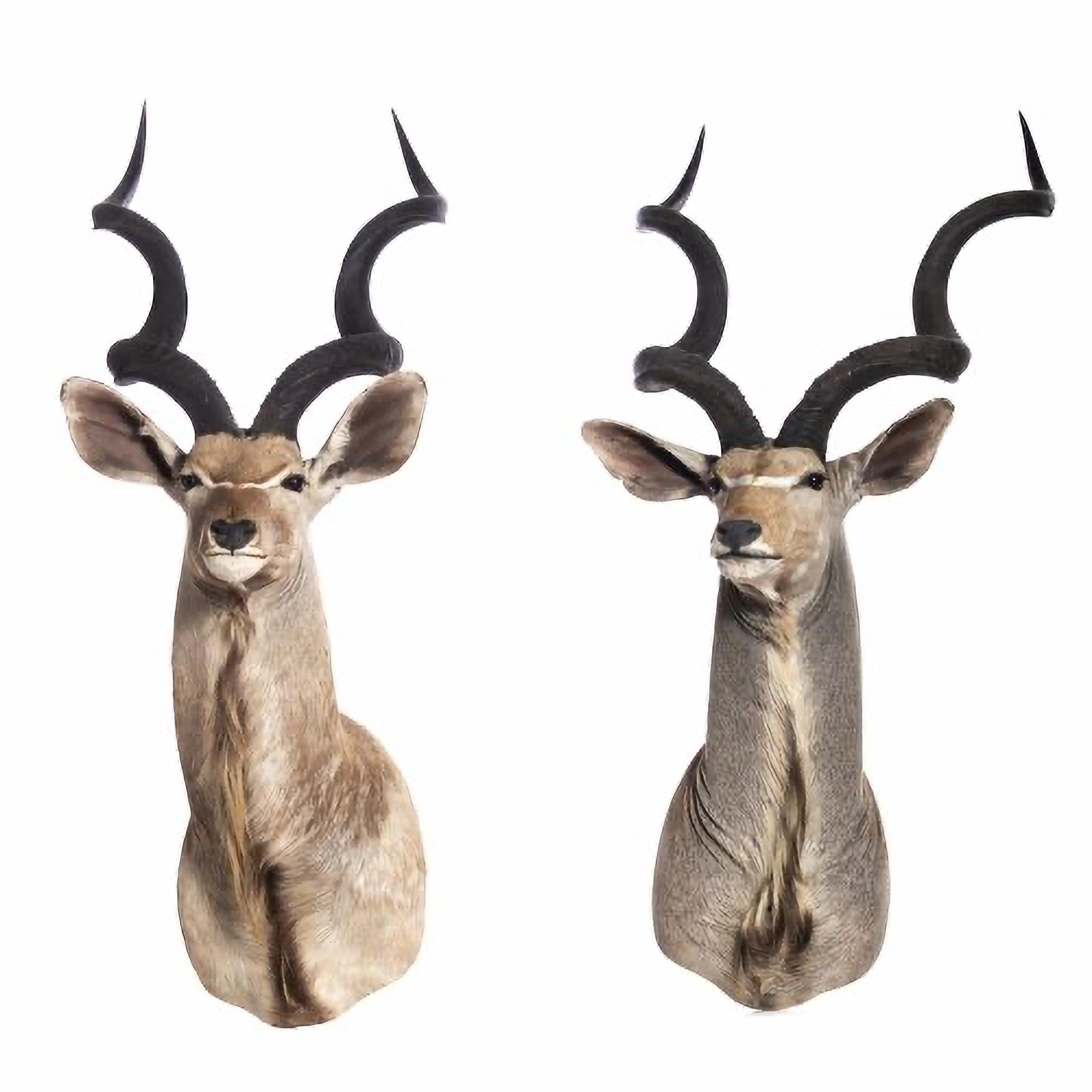 animal trophies for sale
