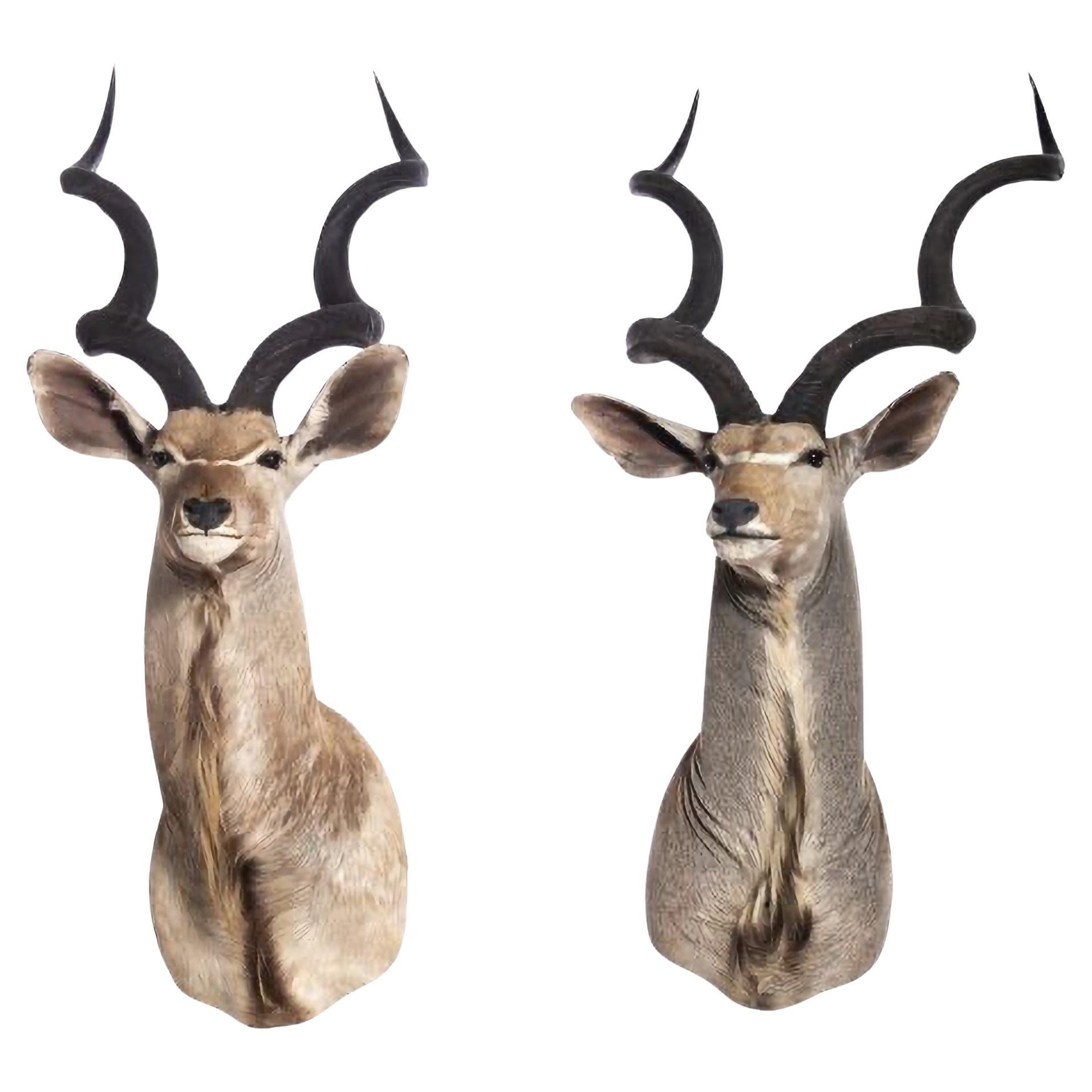 PAIR OF 20th Century KUDU HUNTING TROPHIES For Sale